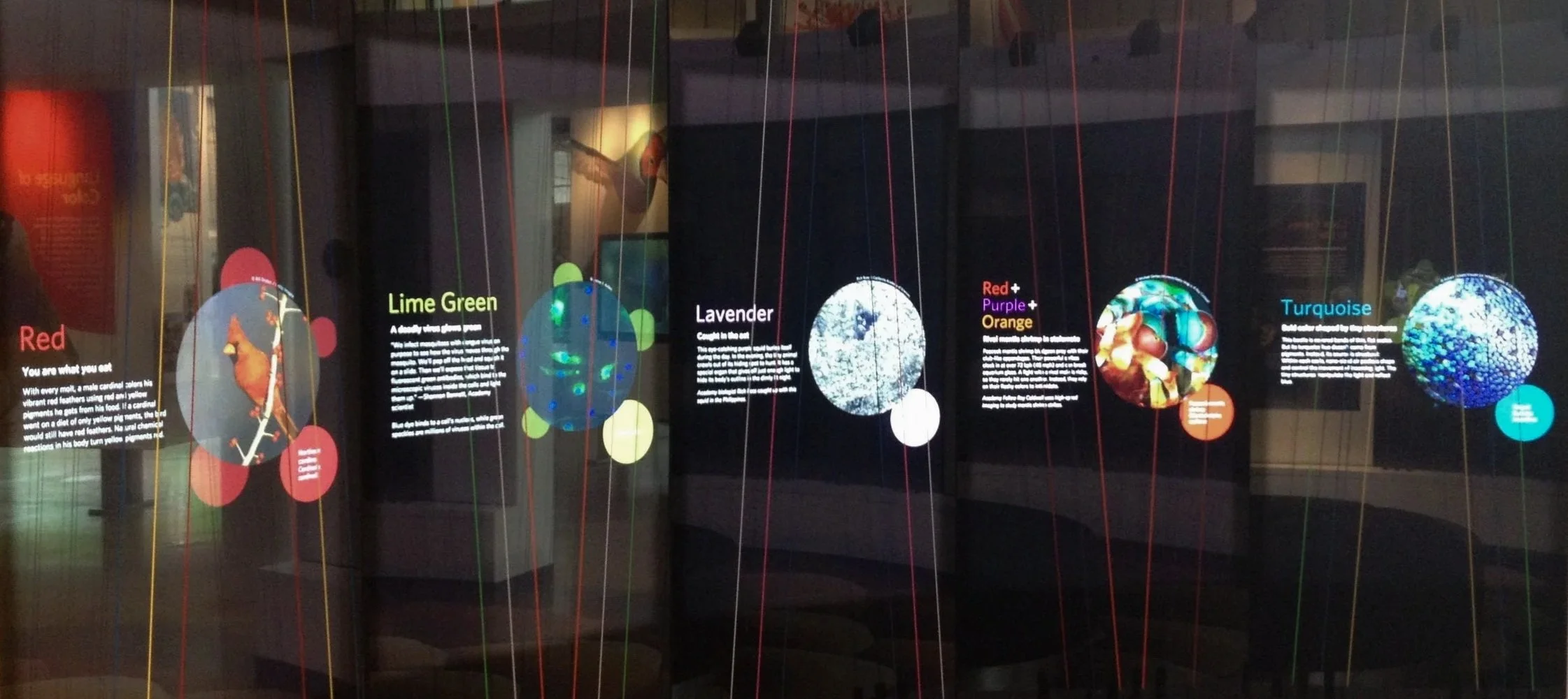 Color Visualizer