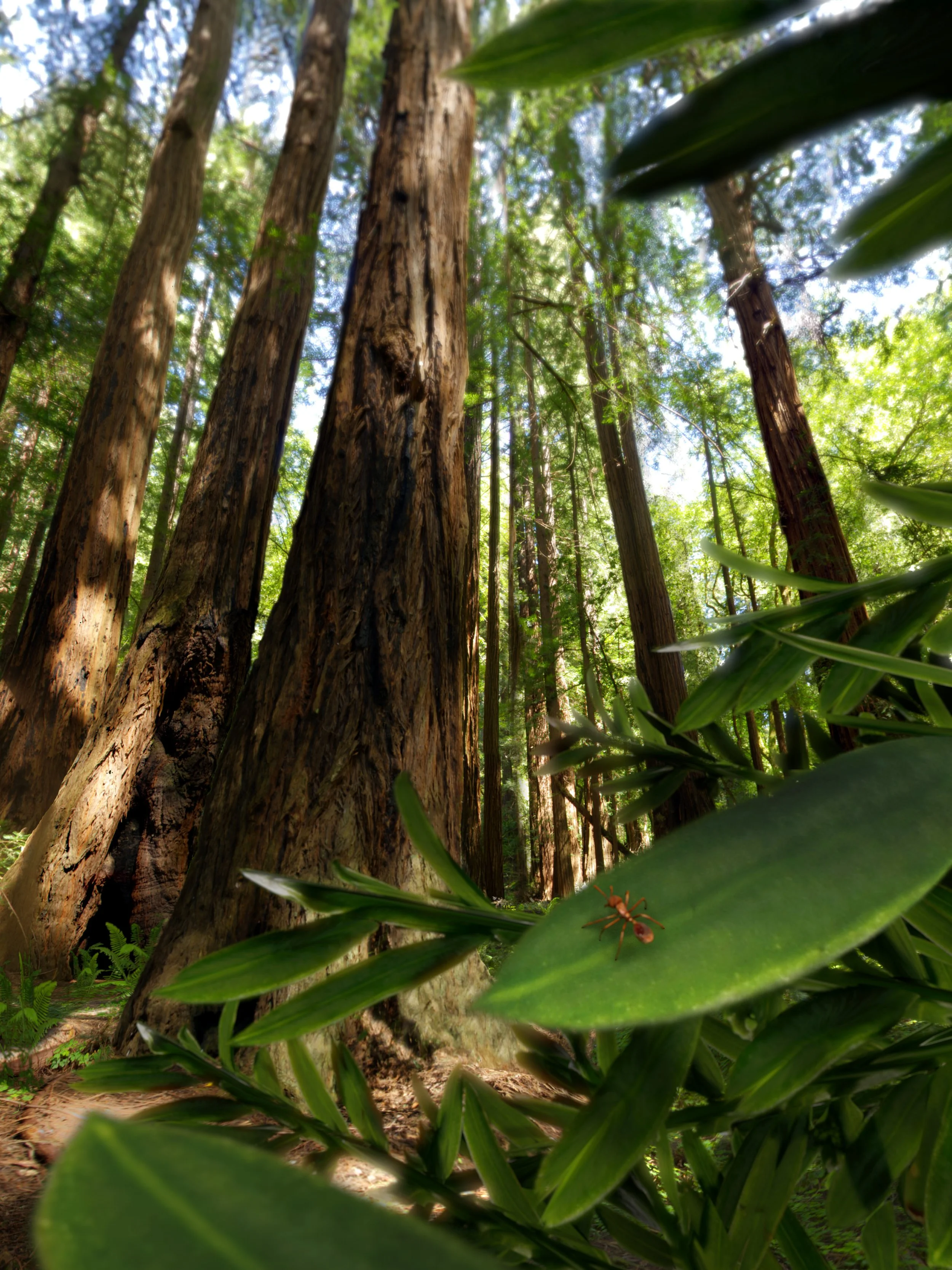 Life: A Cosmic Story begins in a computer-generated redwood forest, modeled after Muir Woods. | California Academy of Sciences