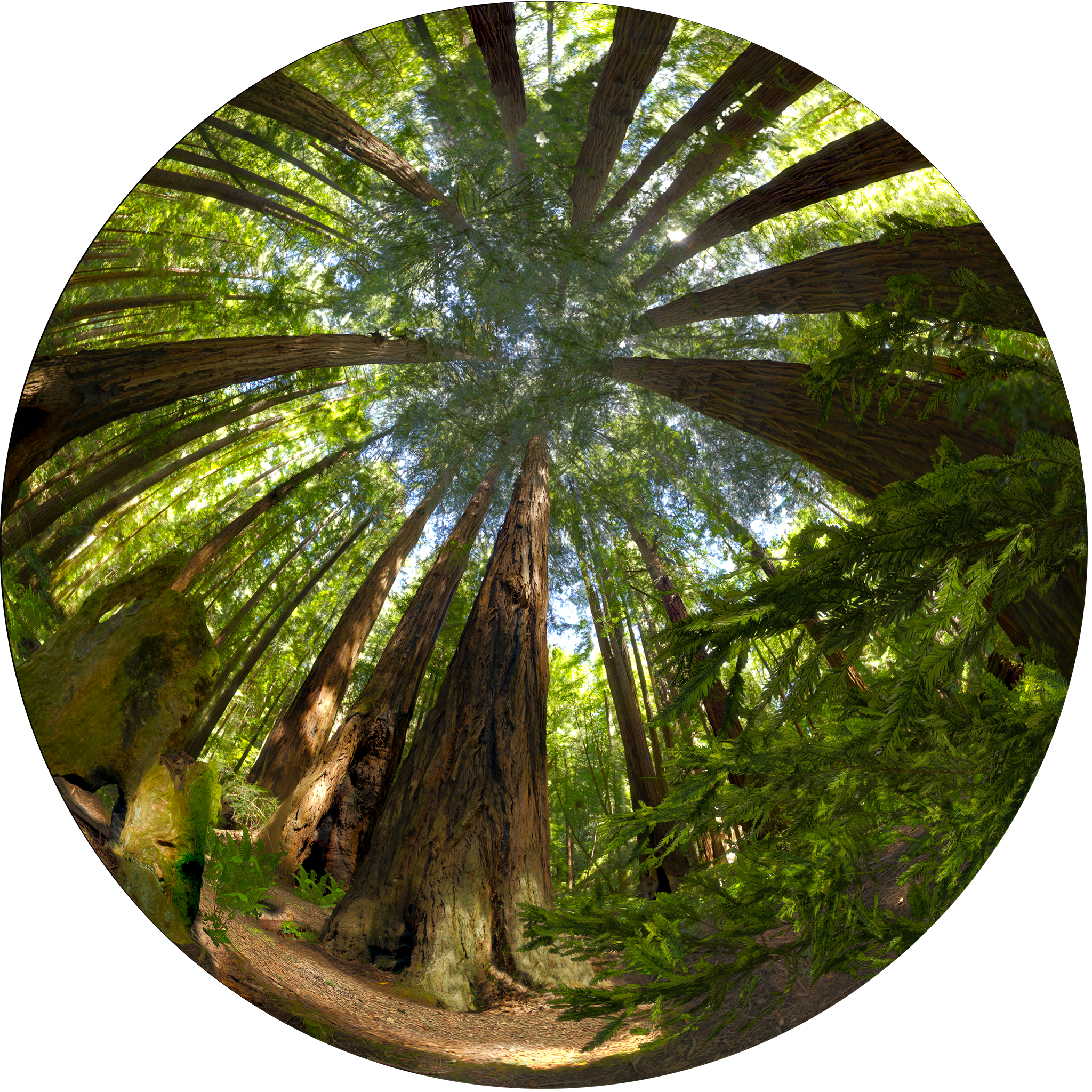 Life: A Cosmic Story - Redwoods