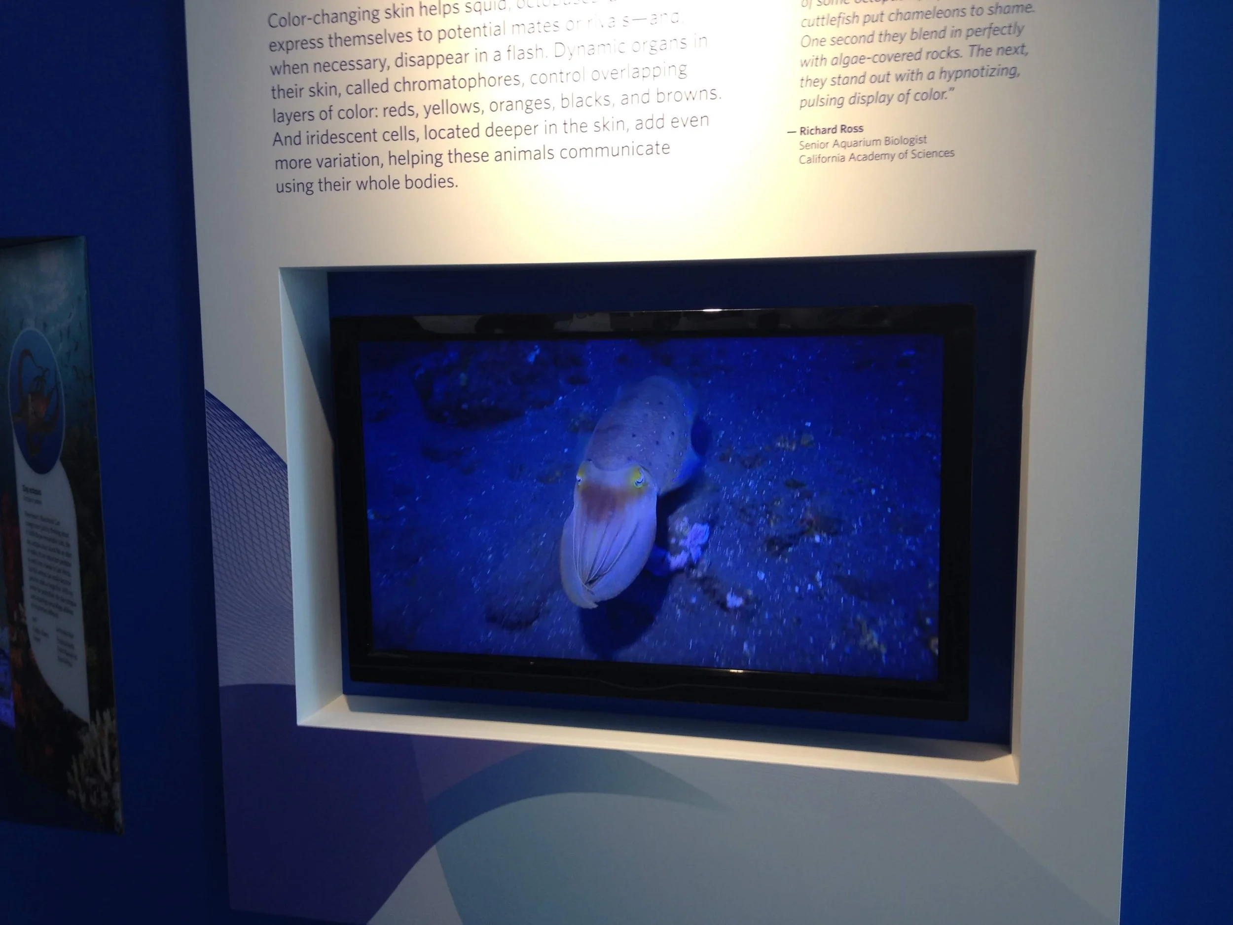 Chromatophores