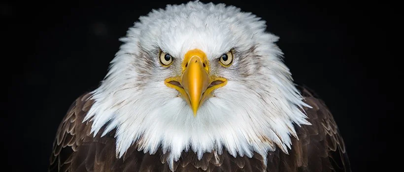 Close-up of a bald eagle's head with white feathers, piercing yellow eyes, and a yellow beak, against a dark background.