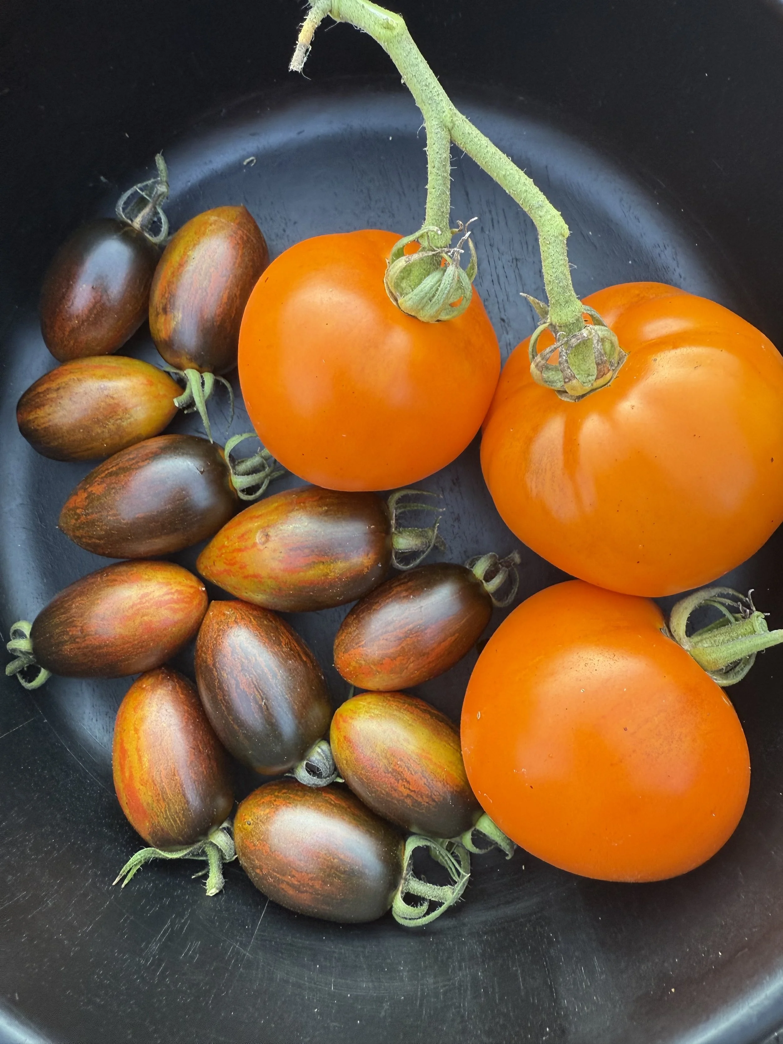Ripe heirloom tomatoes of different colors and sizes in a black container.