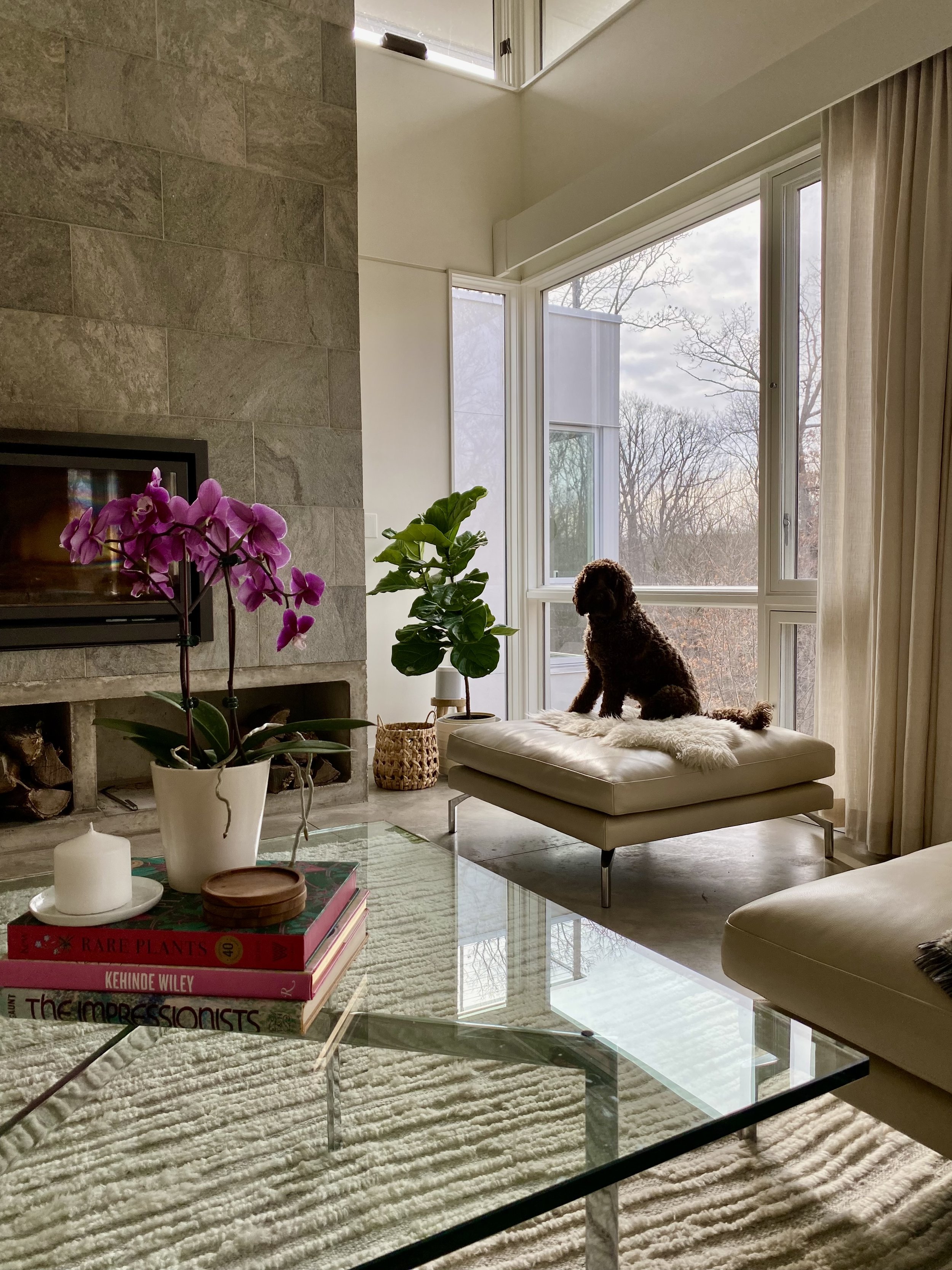 Living room with large window, brown dog sitting on ottoman, potted plant, stack of books on glass coffee table, pink orchid, and fireplace with stone surround.