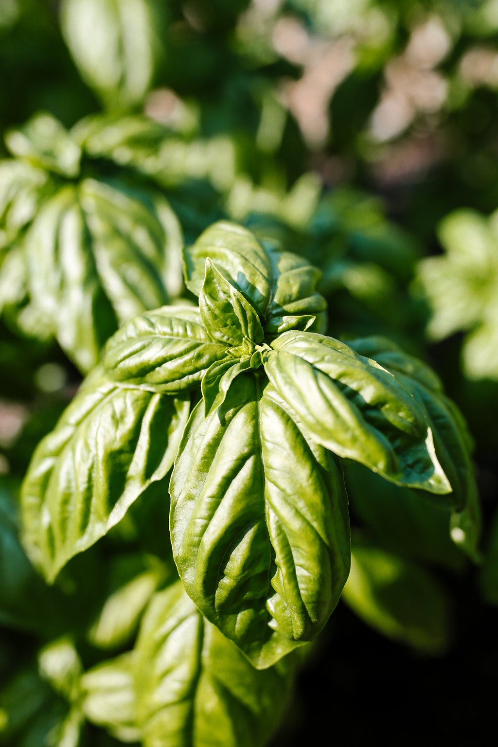 Close-up of vibrant green basil leaves with sunlight highlighting their texture.