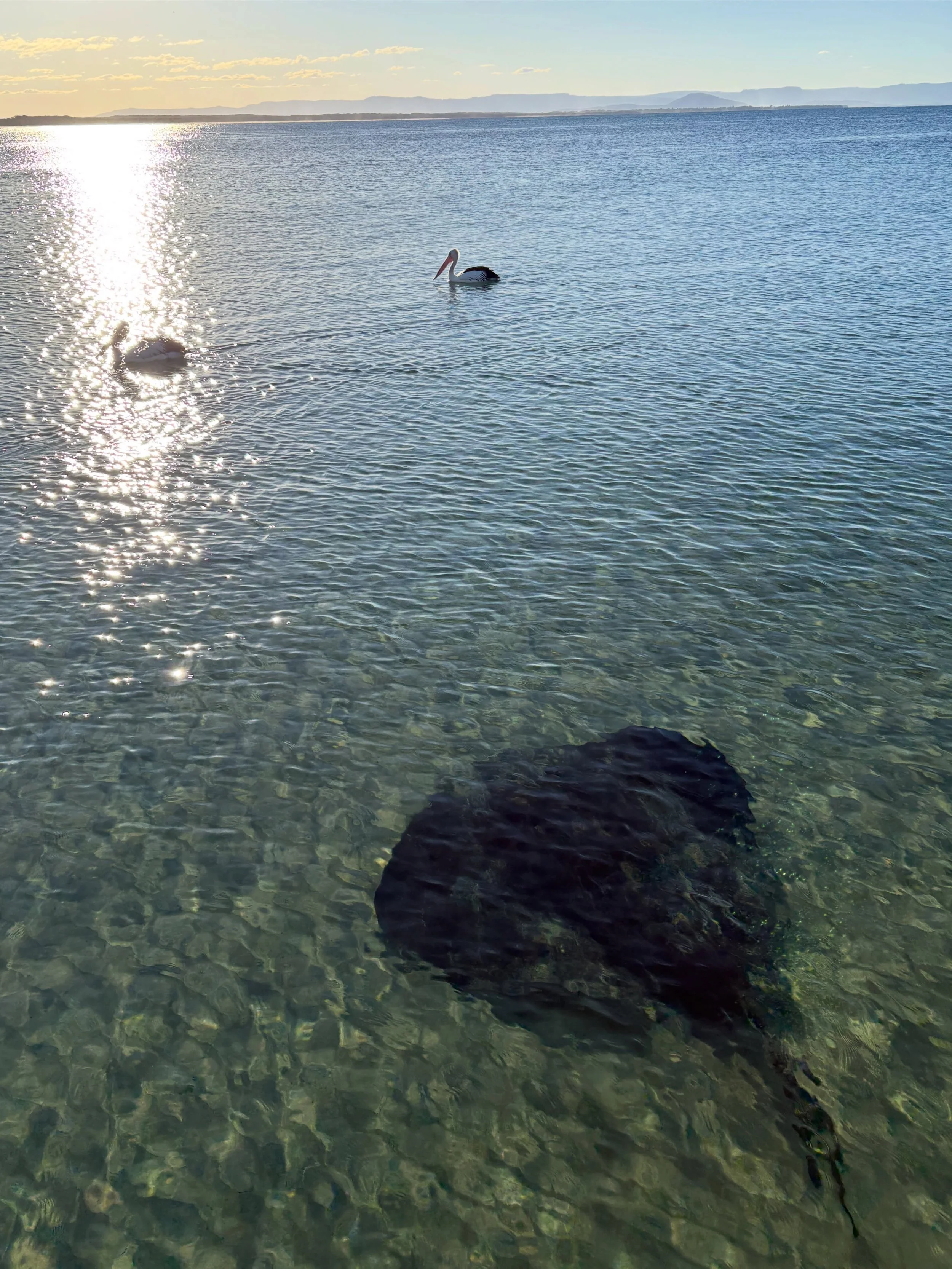 Happy weekend from a couple of Currarong locals ☀️ 

Time to book your South Coast getaway- the link to our website is in our bio. 

#currarong #pelican #nswsouthcoast