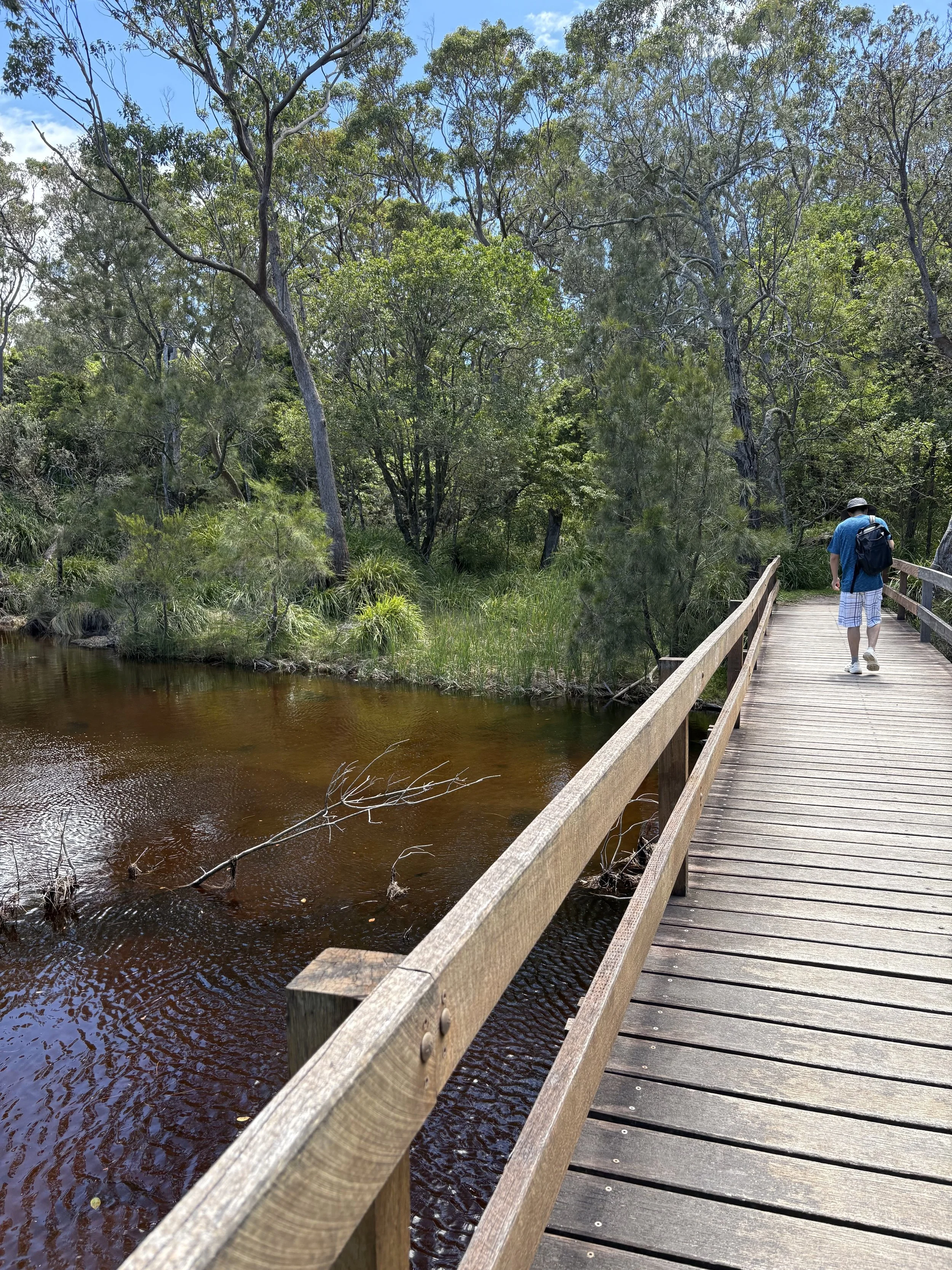 A person wearing a blue shirt, shorts, a hat, and a backpack walking on a wooden bridge through a lush green Abrahams Bosom Reserve by a tanin coloured creek.