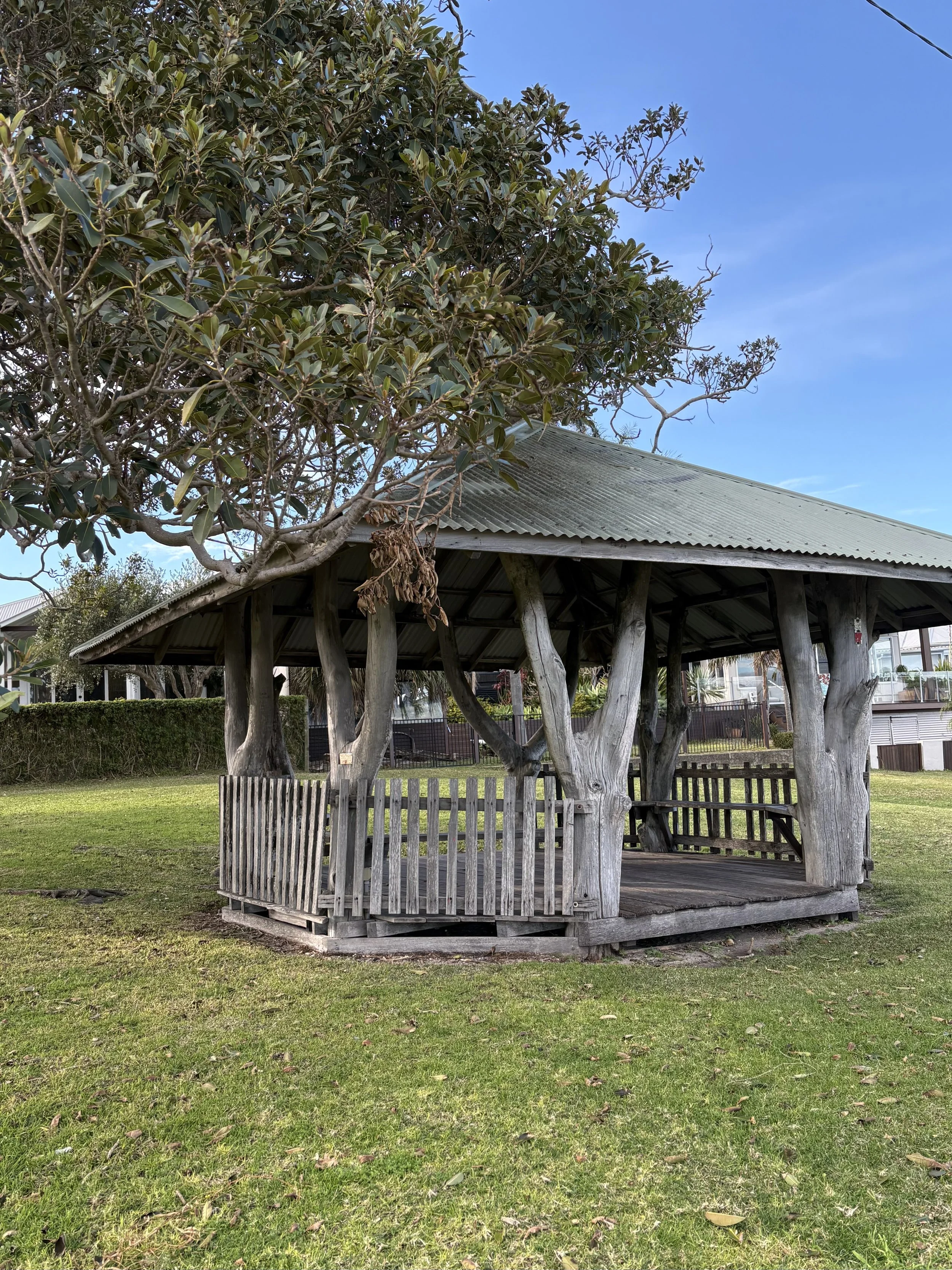 A wooden gazebo with a corrugated metal roof, surrounded by lush green grass and trees, including a tree with broad, glossy leaves in the background, and a fence nearby.