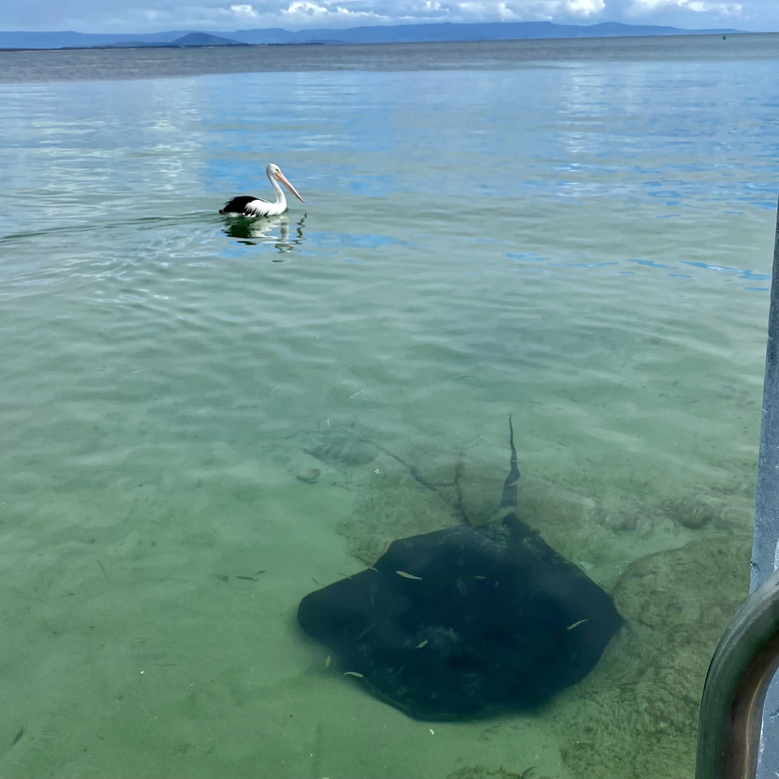A white and black pelican swimming in a calm greenish body of water and a manta ray in the foreground, with a distant mountain range and cloudy sky in the background.
