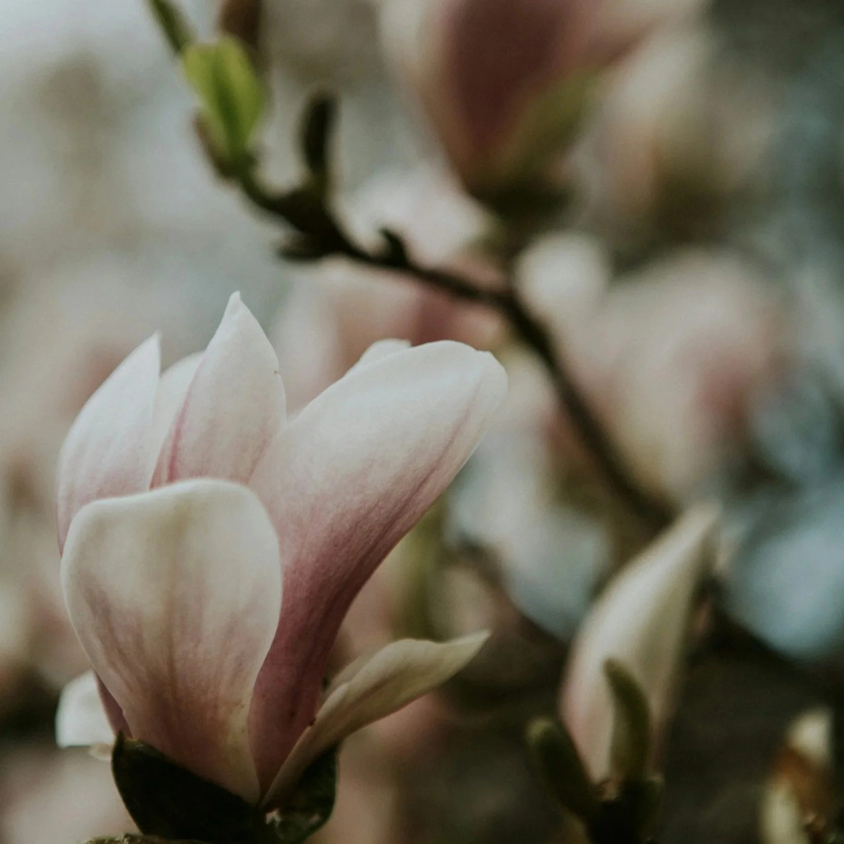 Close-up of cream-colored flowers with pink tinges on petals, with blurred green and brown background.