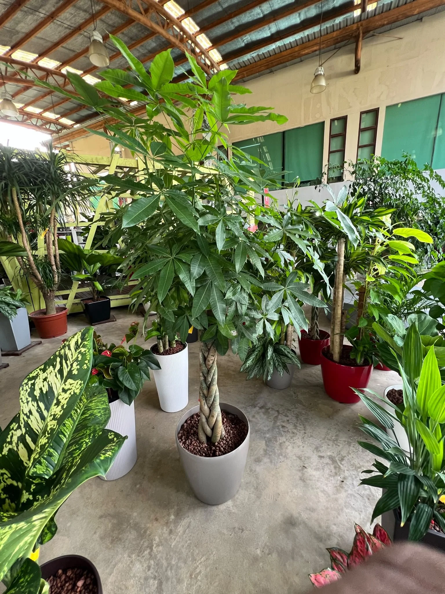 Indoor garden with various potted plants, including a braided trunk plant in a white pot, and other large leafy plants in red, black, and white pots on a concrete floor, with large windows and a corrugated metal roof.