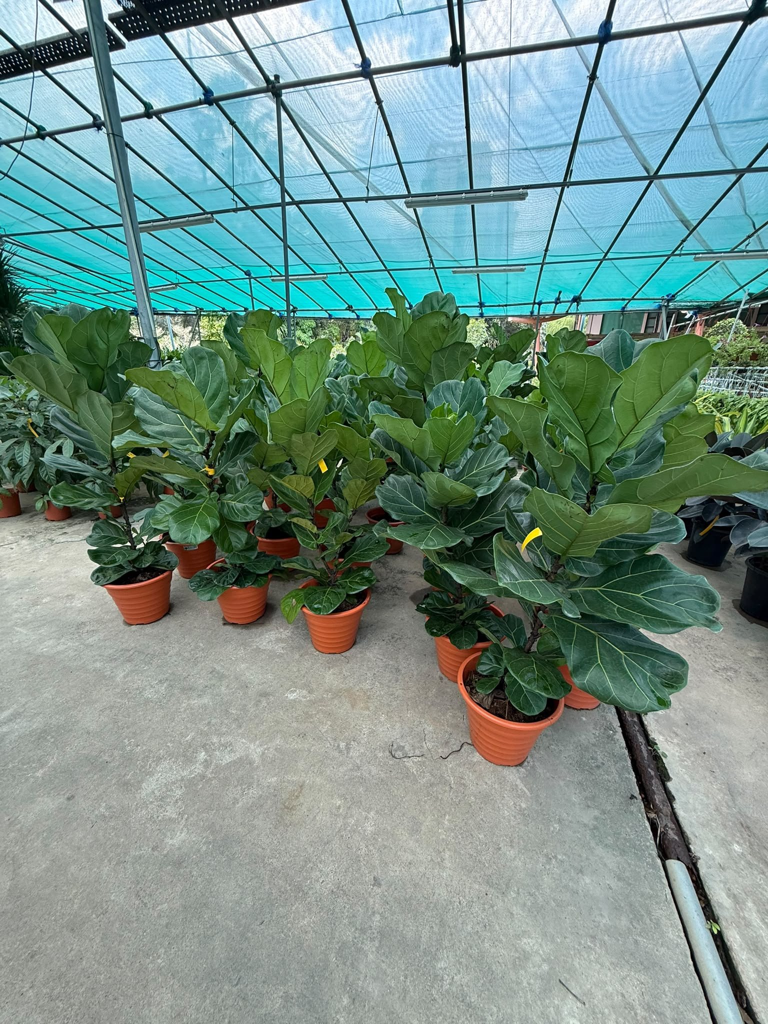 Rows of potted green plants inside a greenhouse with a blue plastic cover overhead.