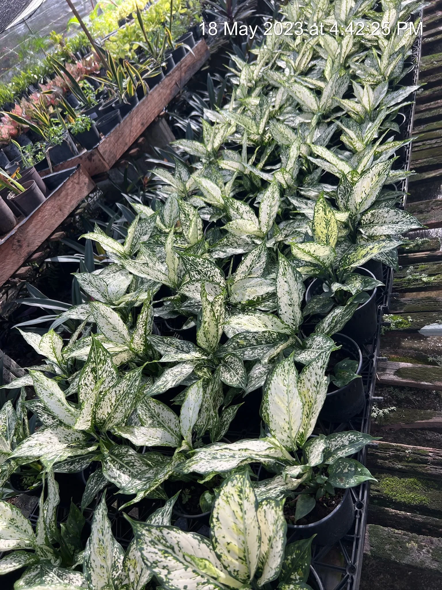 Rows of potted perennial plants with variegated leaves in a greenhouse or nursery.