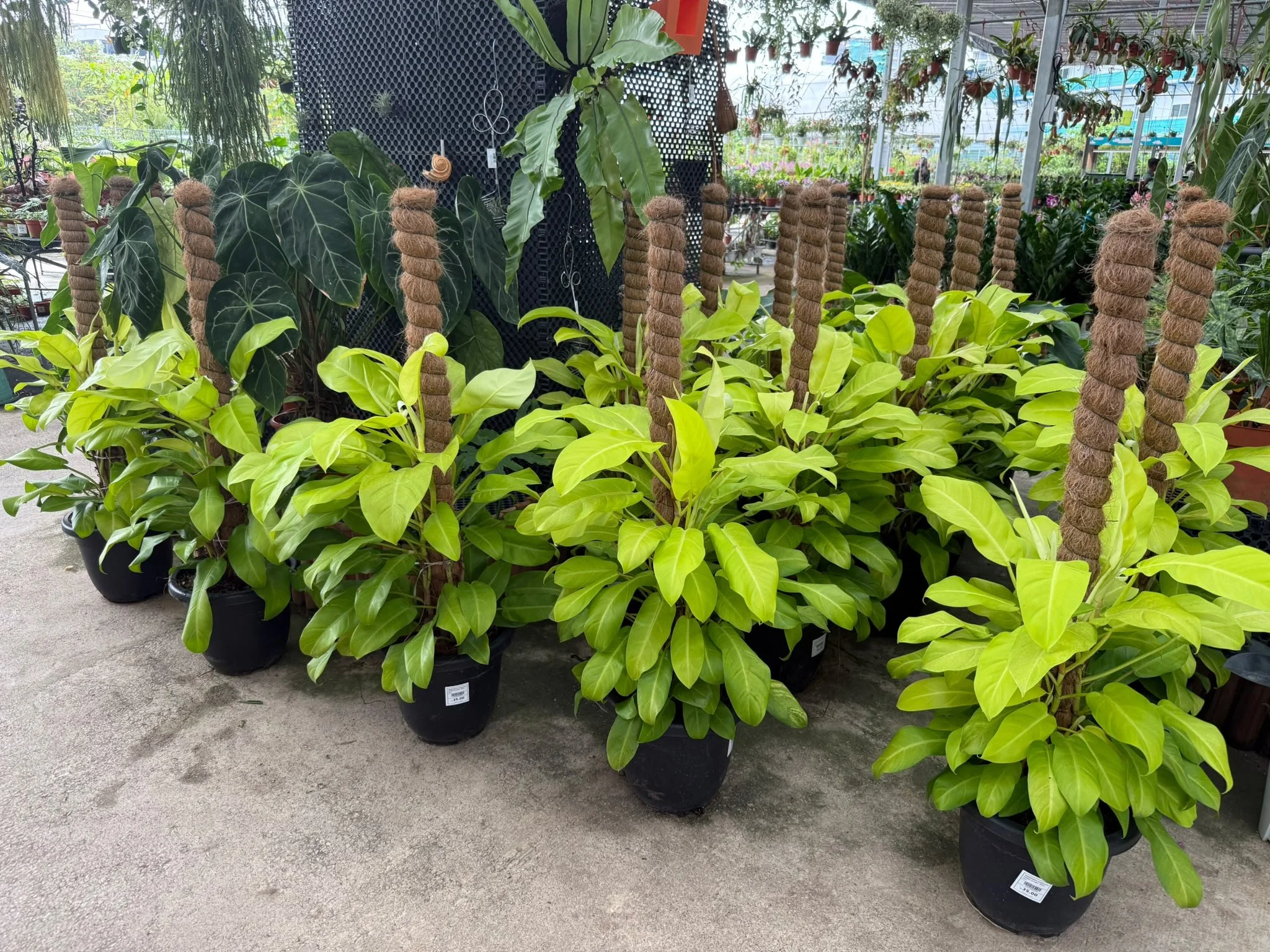 A variety of green potted plants on display in a greenhouse setting, including Dark Green and Bright Green Foliage plants with a black metal backdrop and cityscape visible through the glass roof.