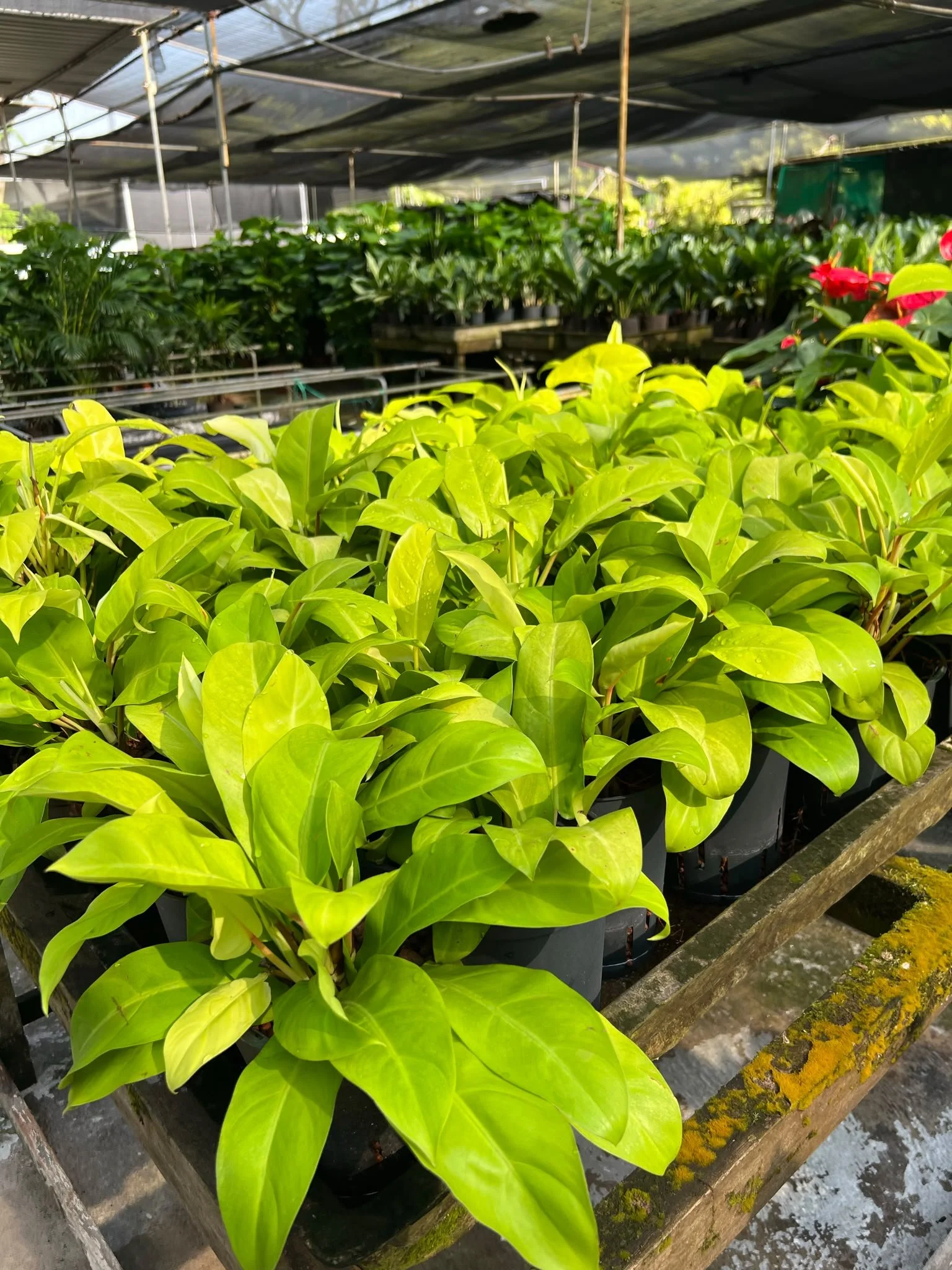 Green potted plants placed on a wooden table inside a greenhouse. Large leaves, bright sunlight, covered with a black shade cloth overhead.