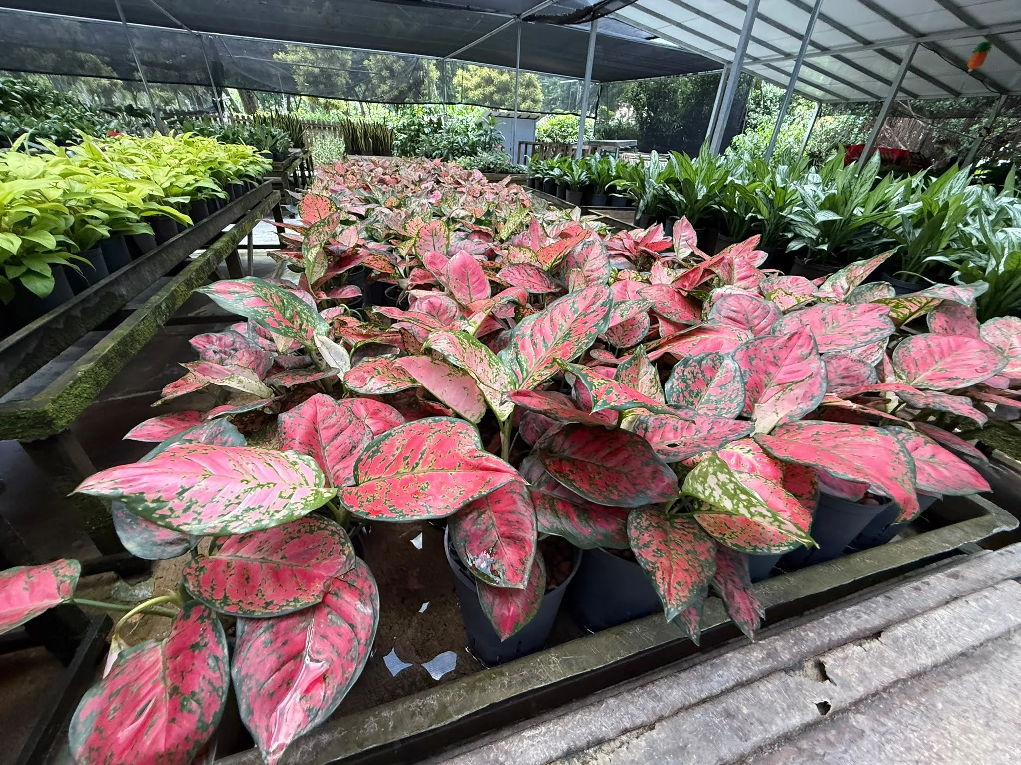 Rows of potted plants in a greenhouse, including pink and green variegated foliage plants and other leafy green plants, organized on wooden shelves.