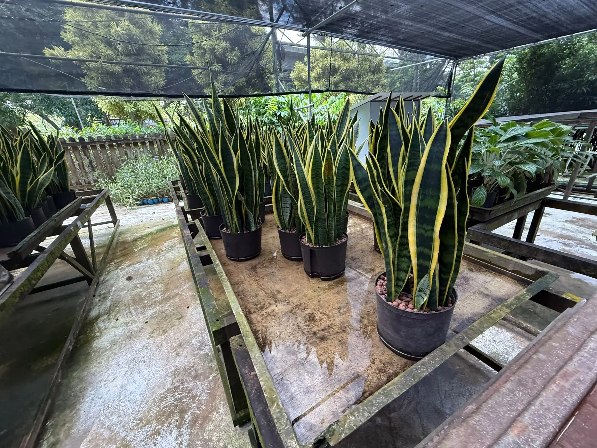 Indoor garden with potted snake plants and other green foliage, shaded by a black canopy.