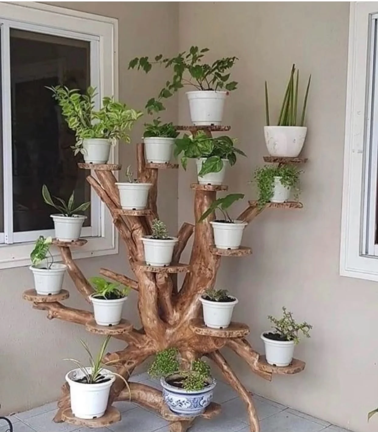 A wooden plant stand with multiple shelves holding various potted houseplants, set against a beige wall near two windows.