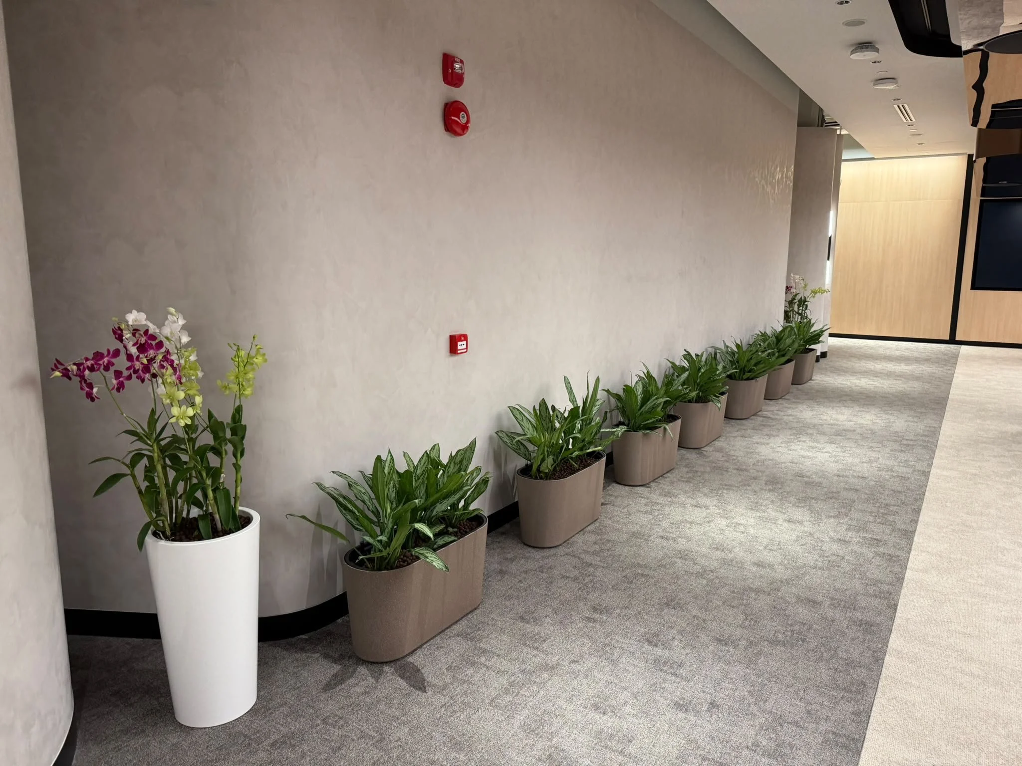 Interior view of an office corridor with potted green plants along the wall, fire alarm devices mounted on the wall, and a wooden door at the end.