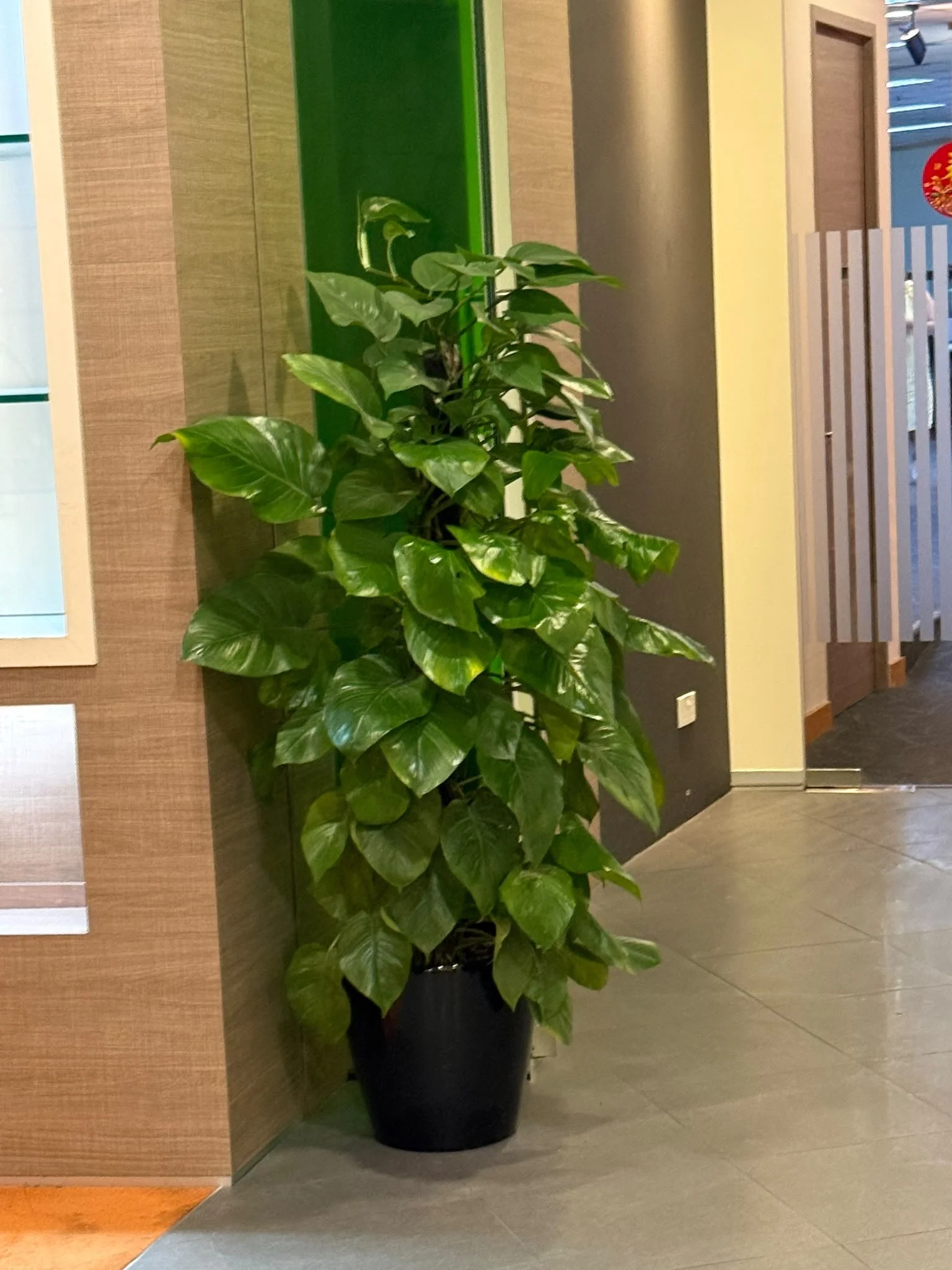 Indoor plant with large green leaves in a black pot next to a wooden wall and door.