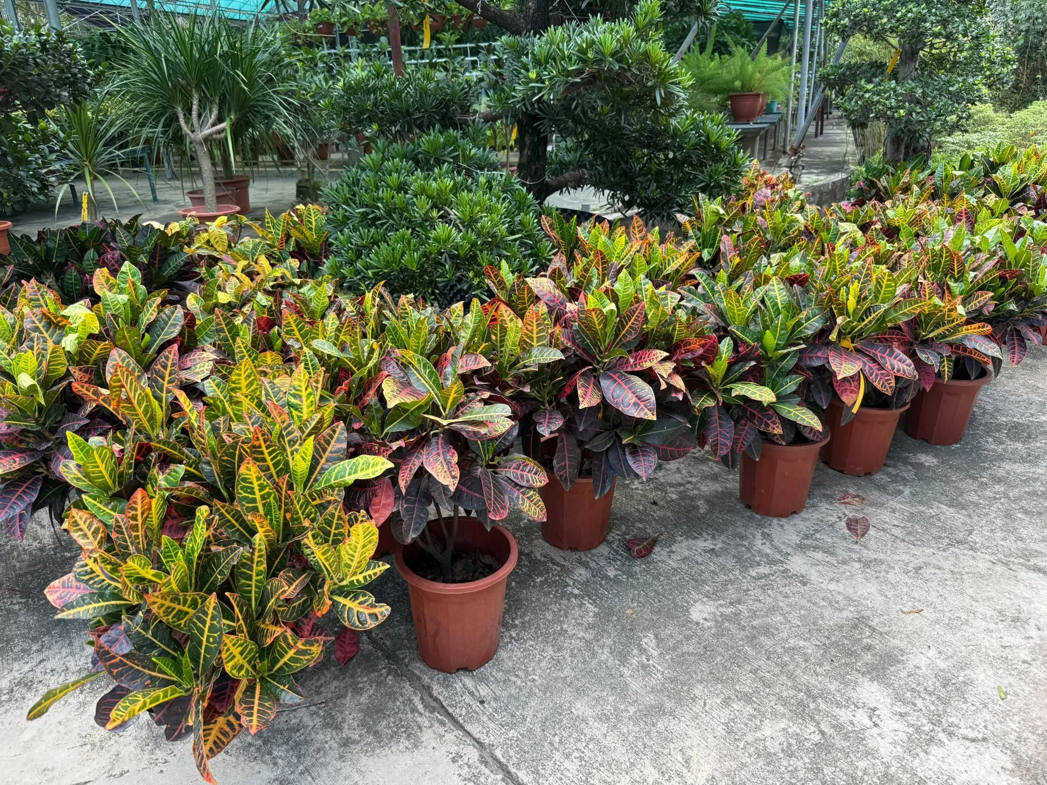 Various potted plants, including colorful croton plants in the foreground and green and leafy plants in the background, in a greenhouse or plant nursery setting.