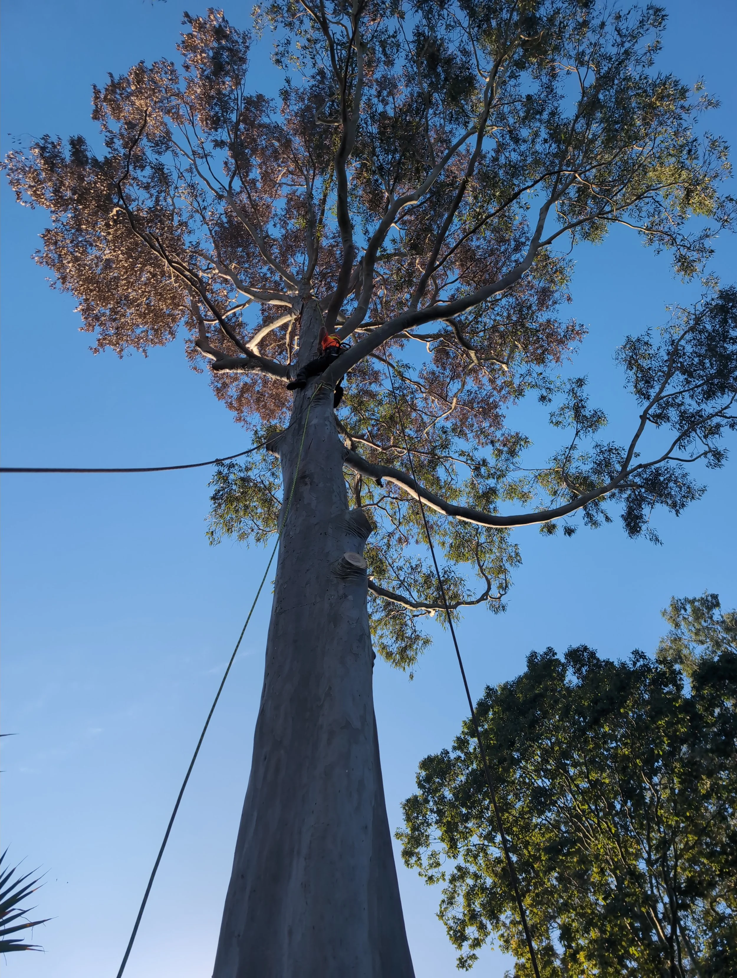 big trees dead