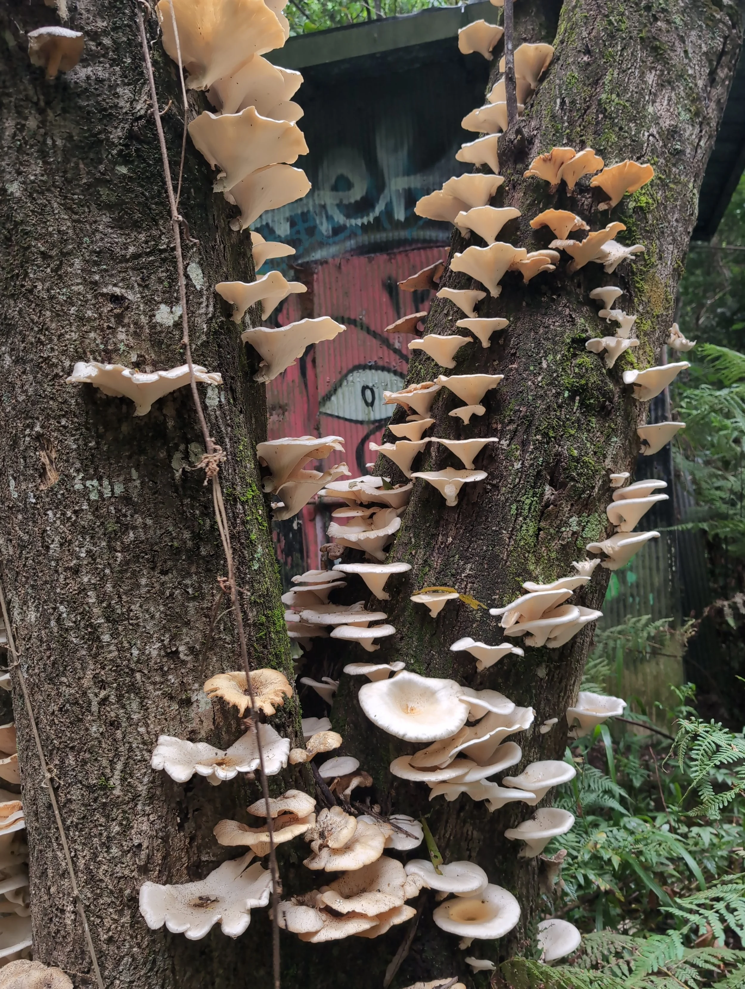 damaged trees