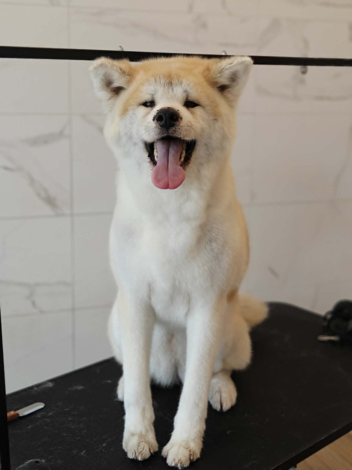 akita-inu-kirpimas-siauliai.jpg