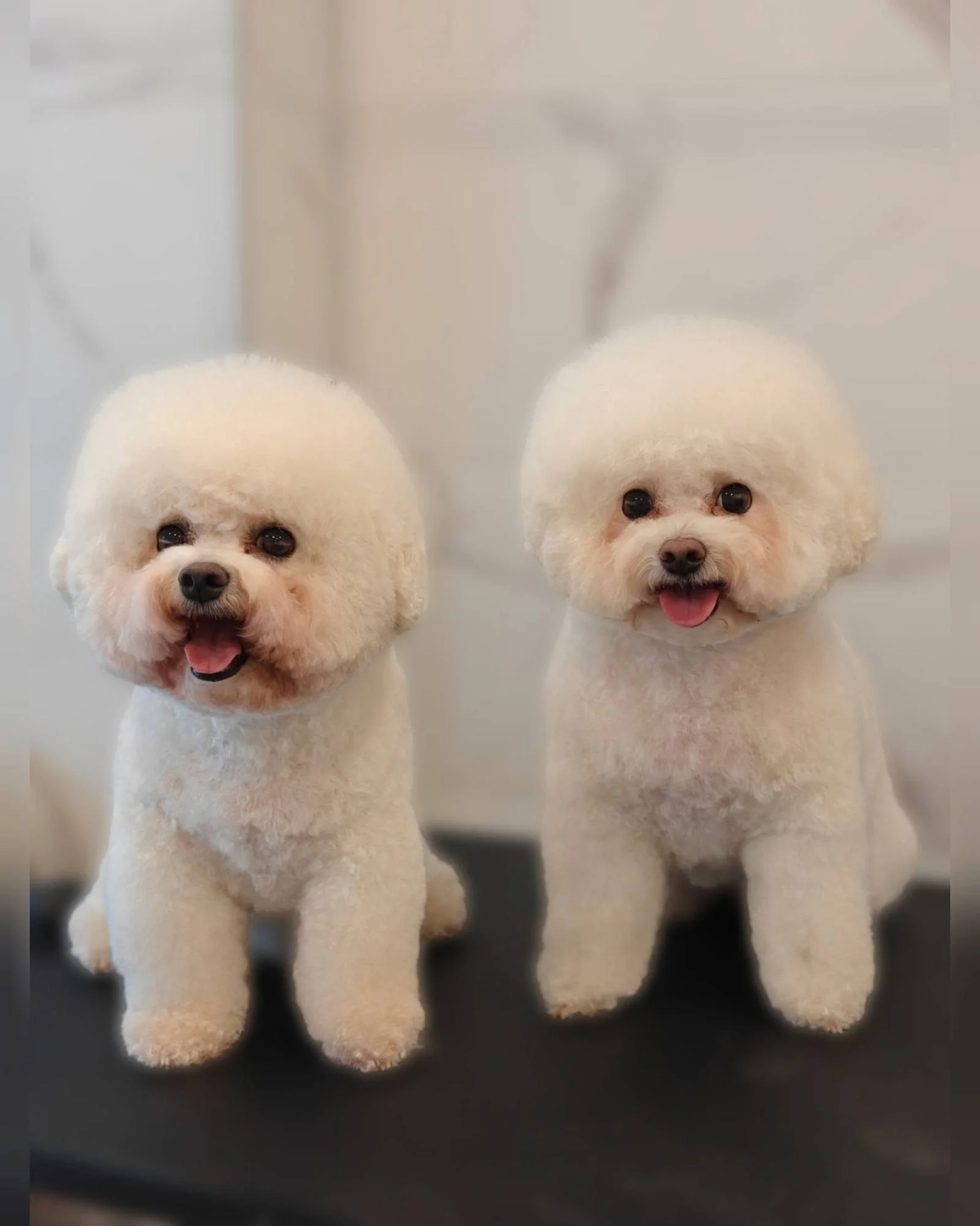 bichon-frise-du-siauliai.jpg