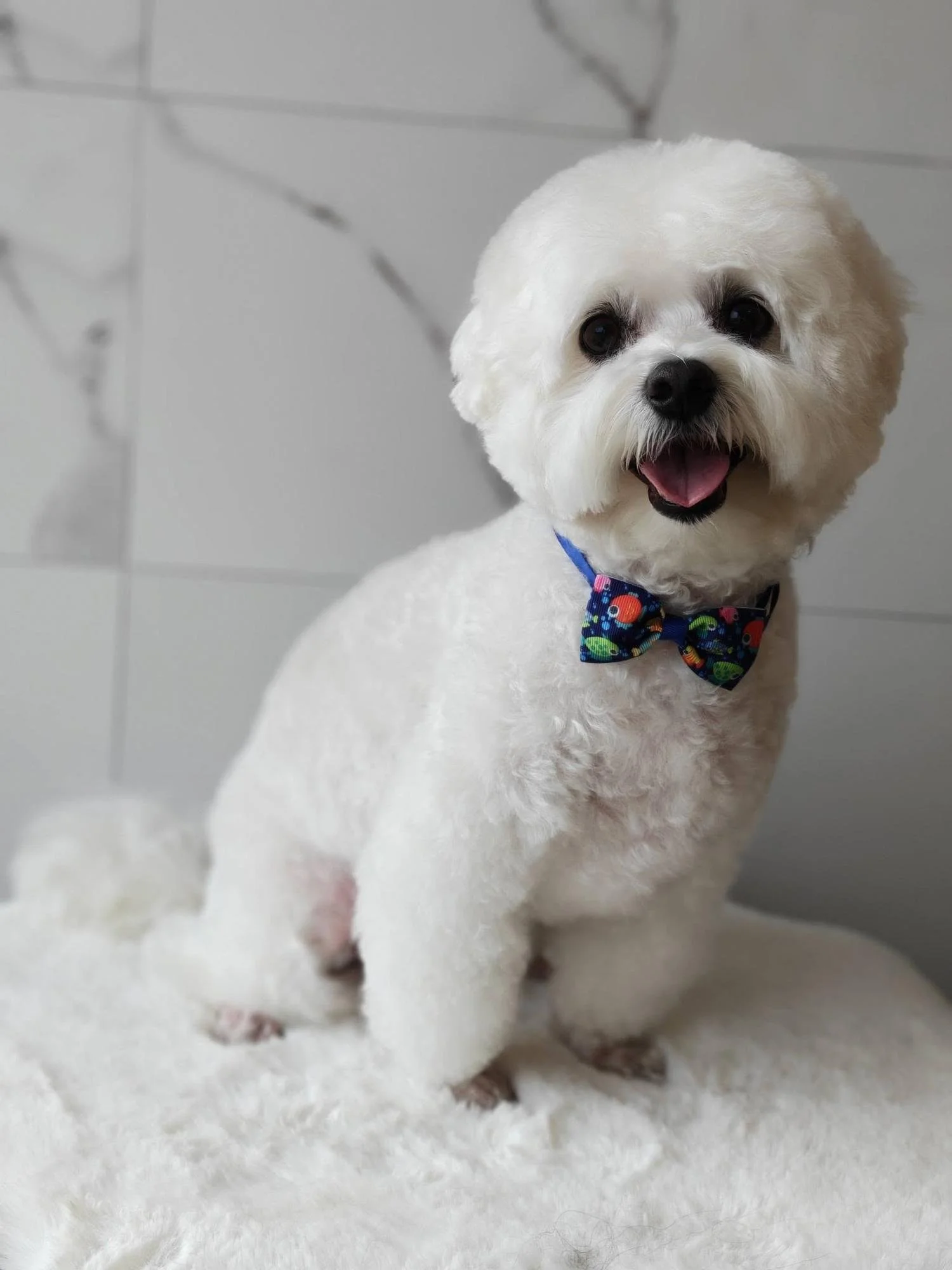 bichon-frise-lankeli-siauliai.jpg