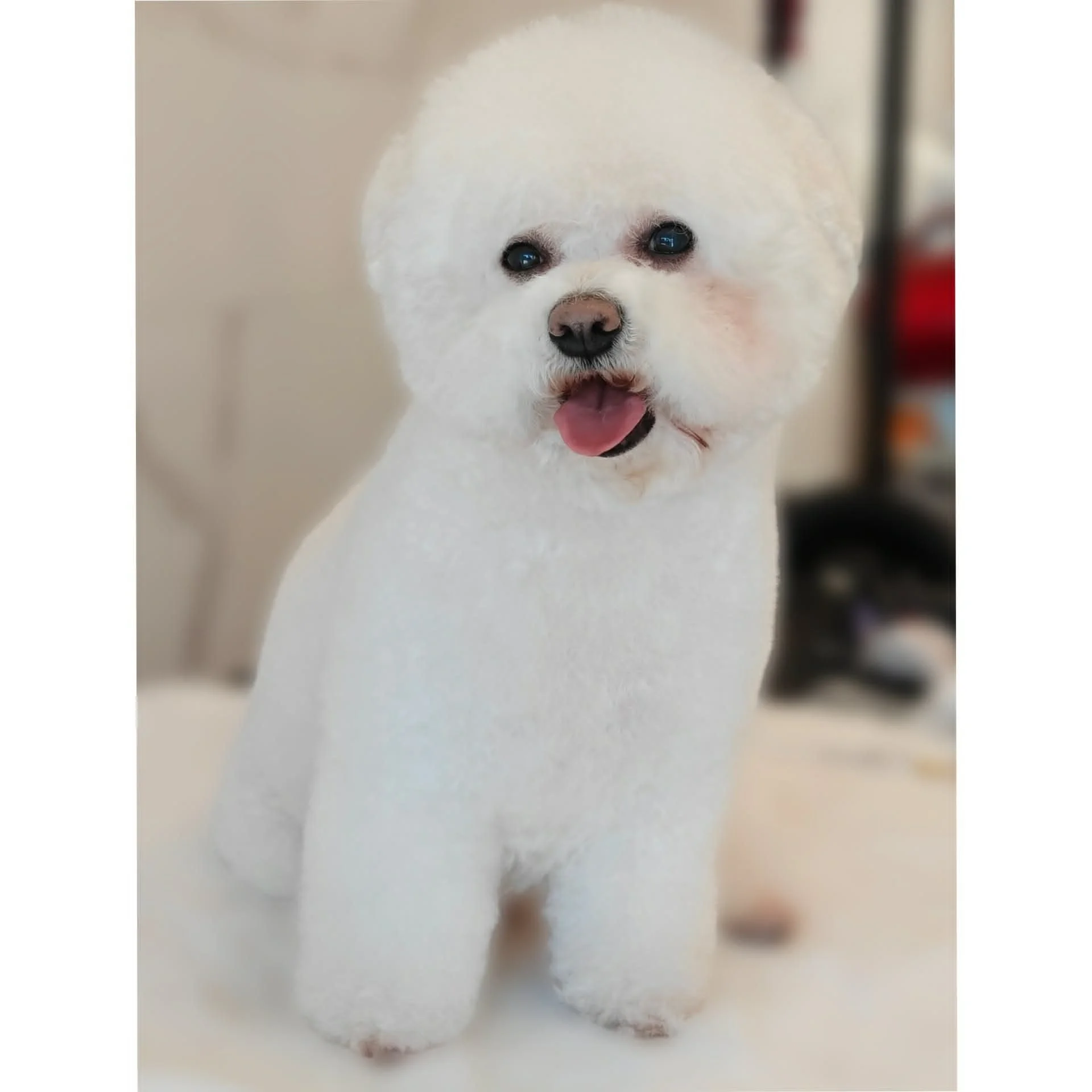 bichon-frise-po-kirpimo-siauliai-05.jpg