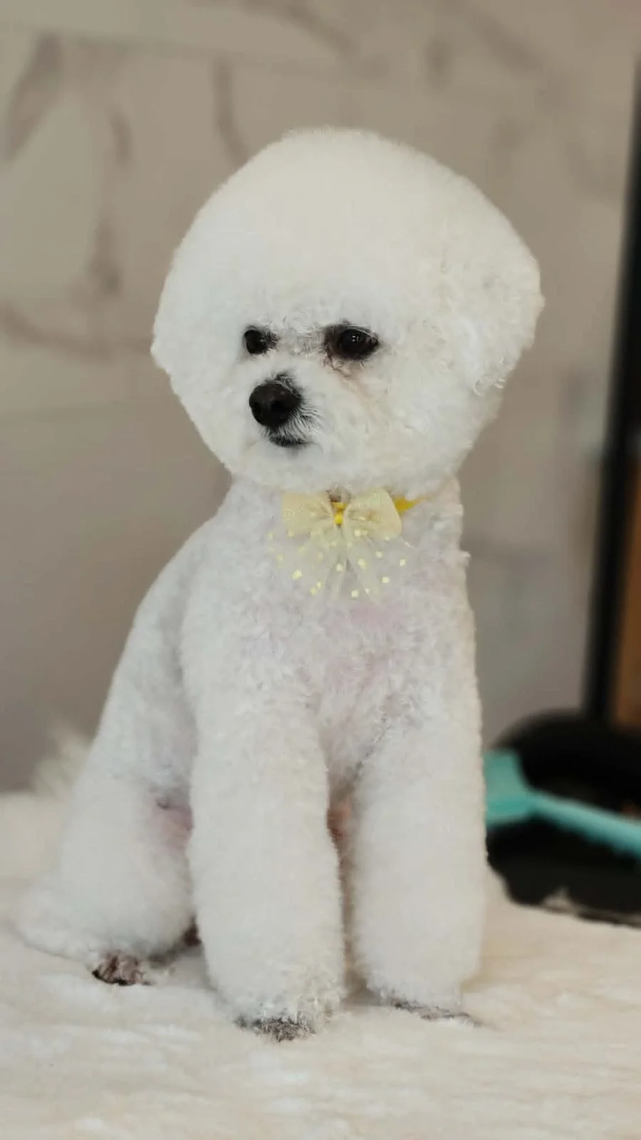 bichon-frise-po-kirpimo-siauliai-06.jpg