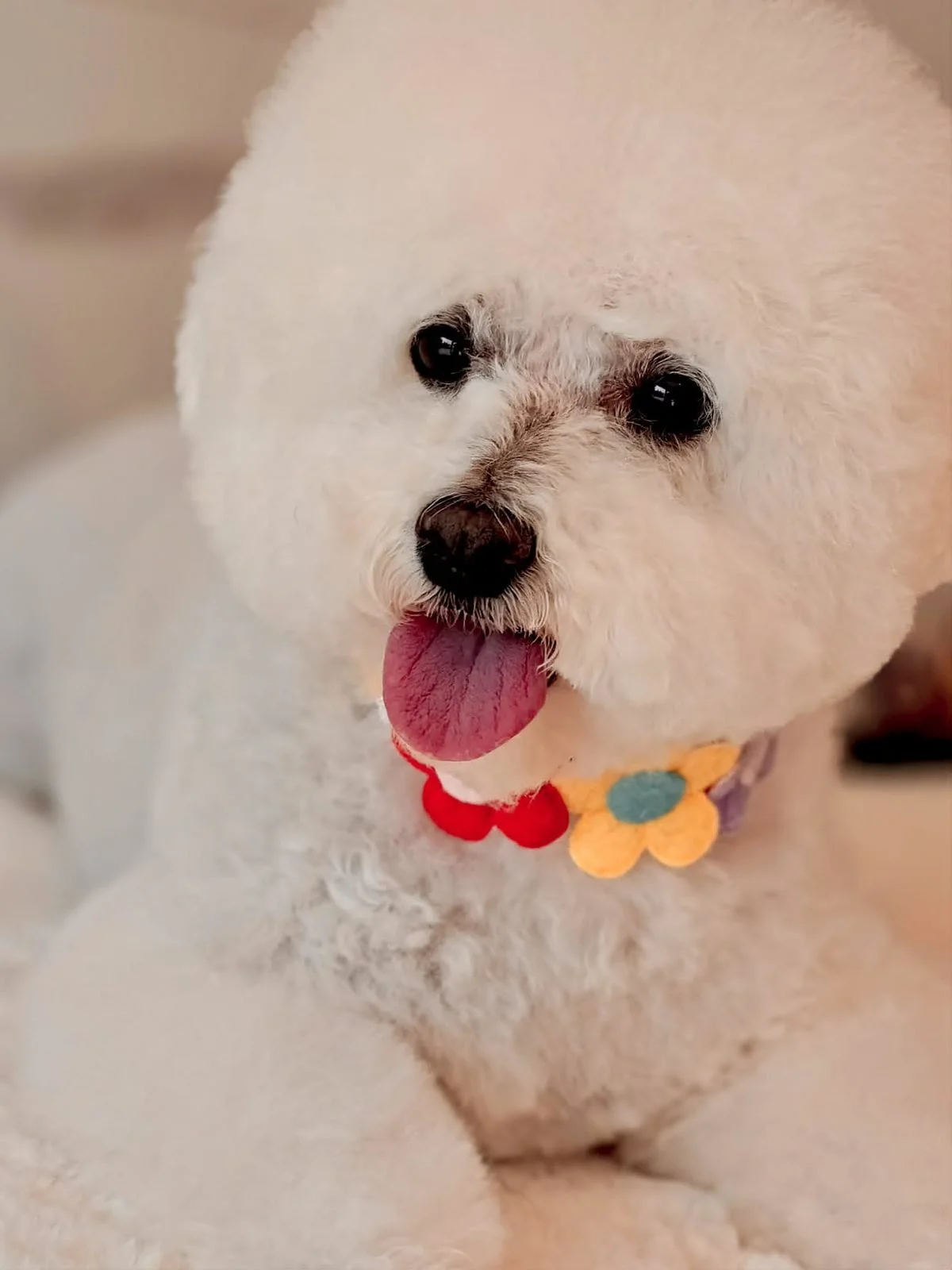 bichon-frise-po-kirpimo-siauliai-08.jpg
