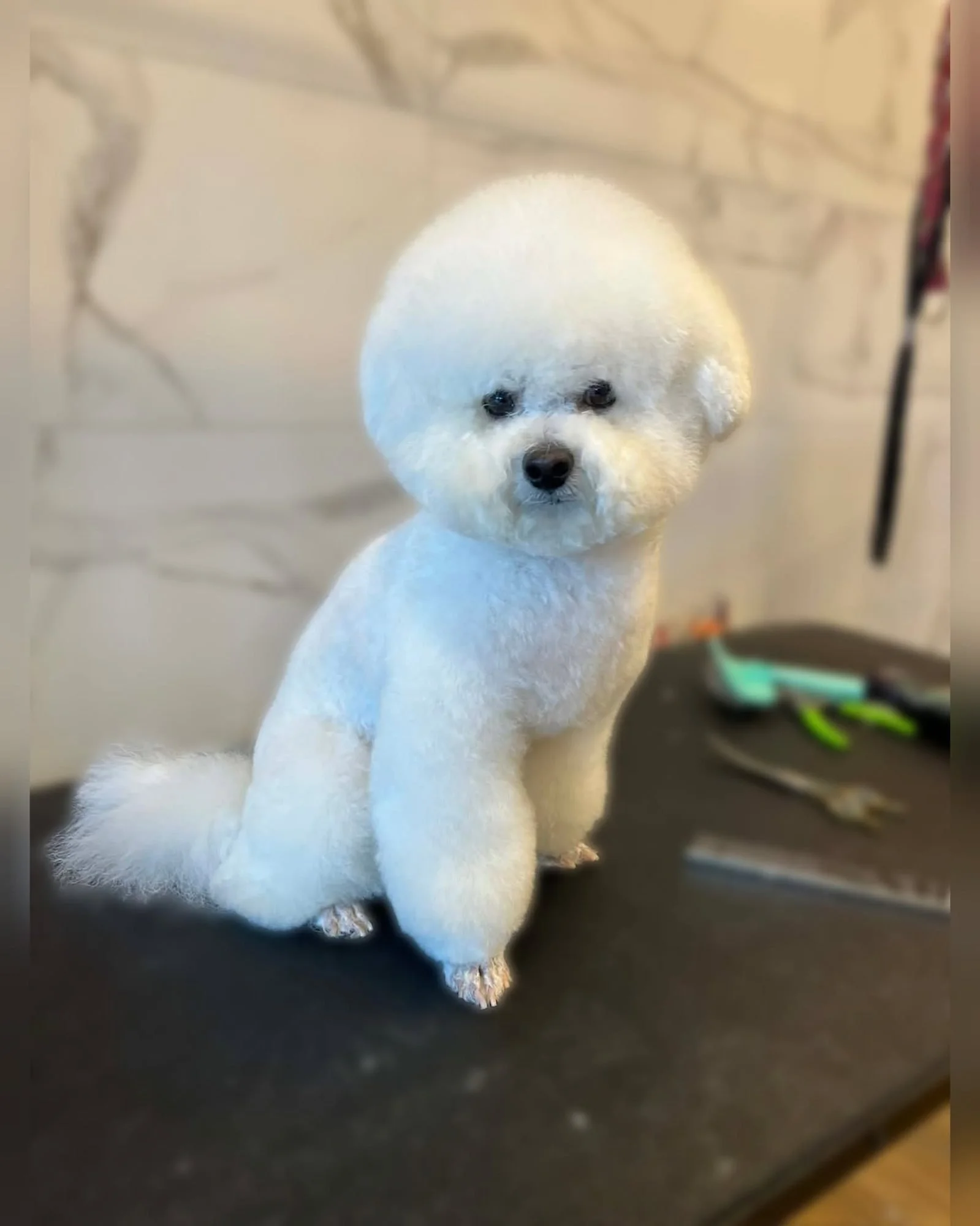 bichon-frise-po-kirpimo-siauliai-09.jpg