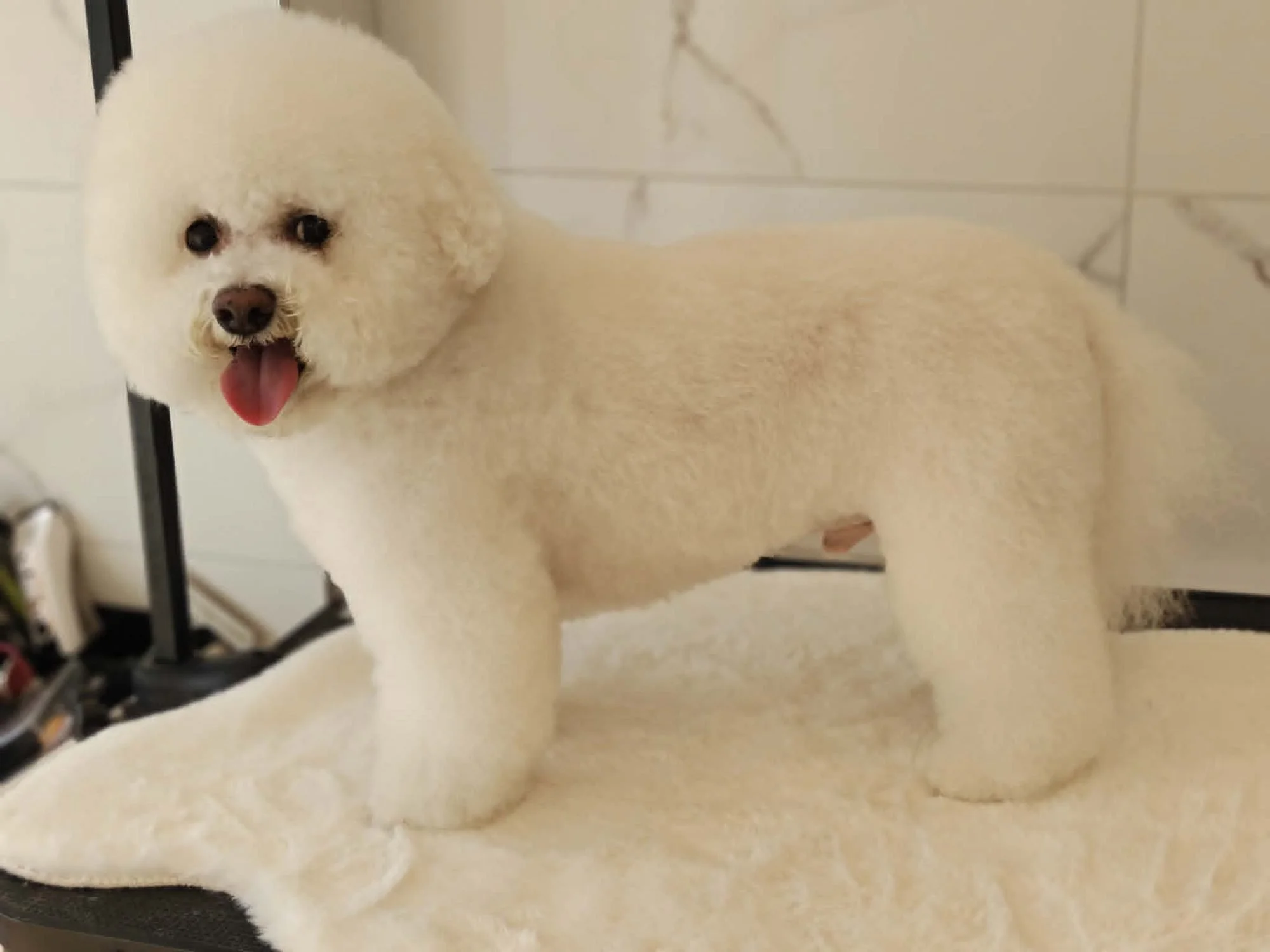 bichon-frise-profilis-siauliai.jpg