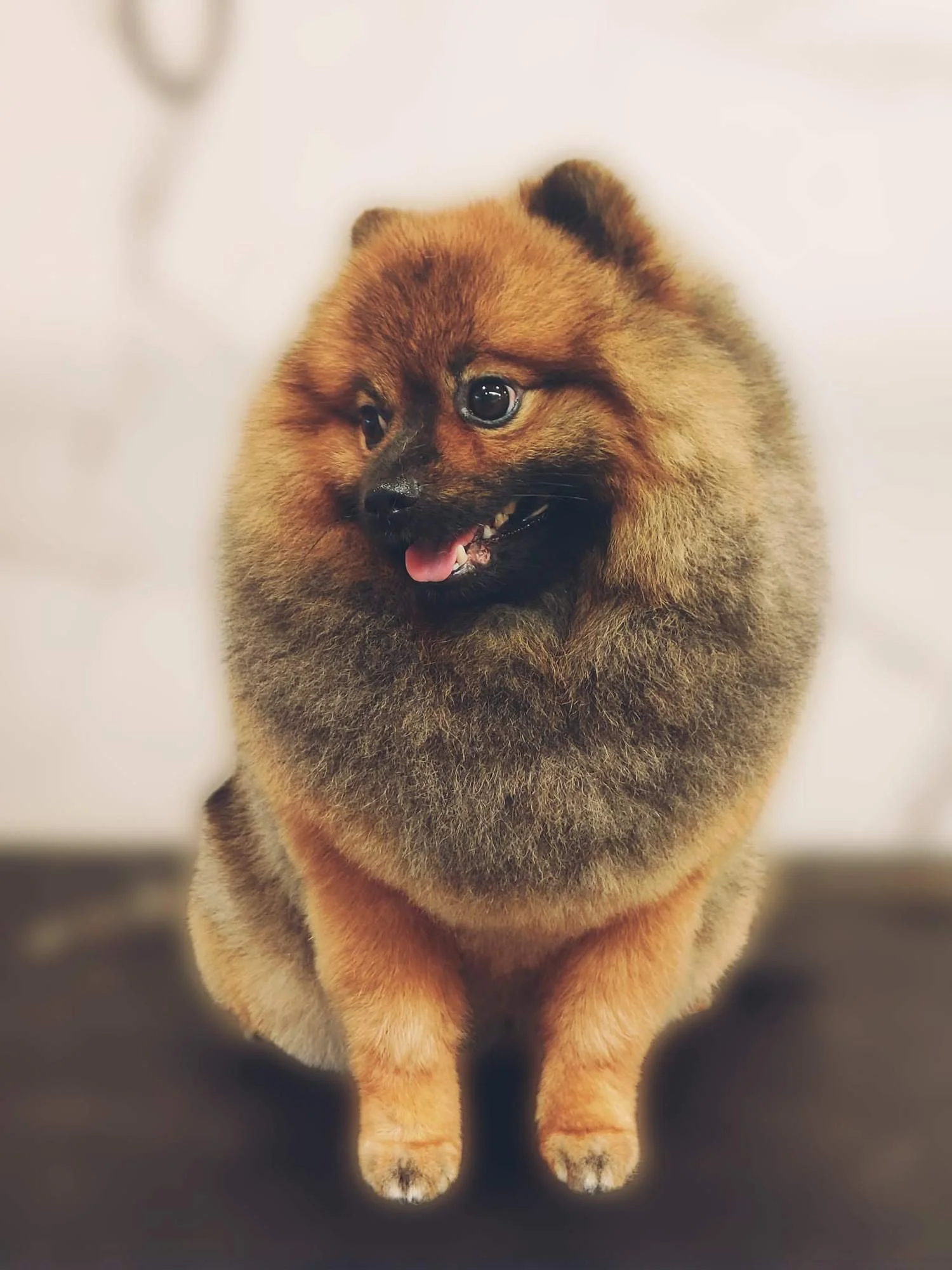 pomeranija-portret-siauliai.jpg