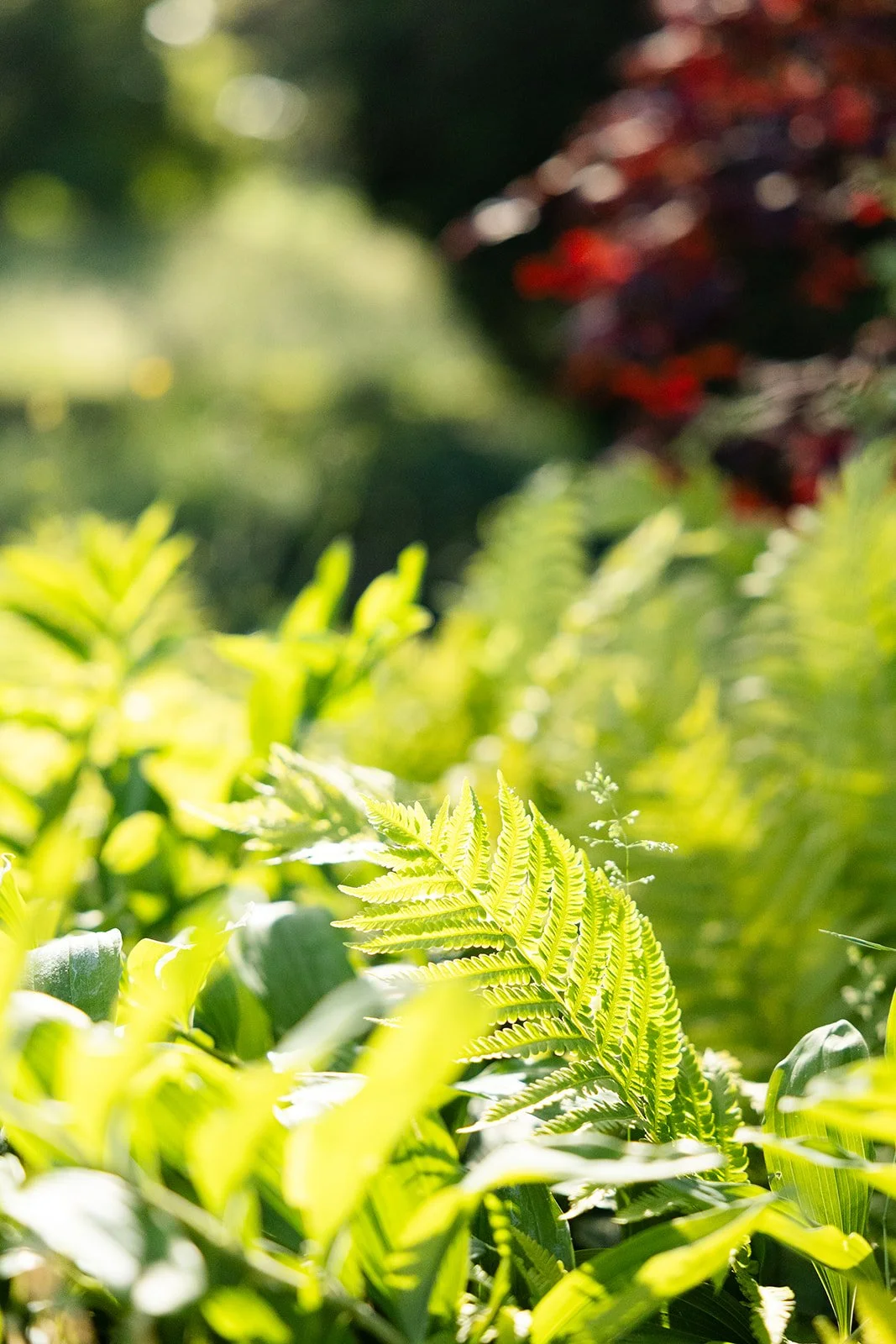 Close-up of green fern leaves in sunlight with blurred background of green foliage and red flowers.