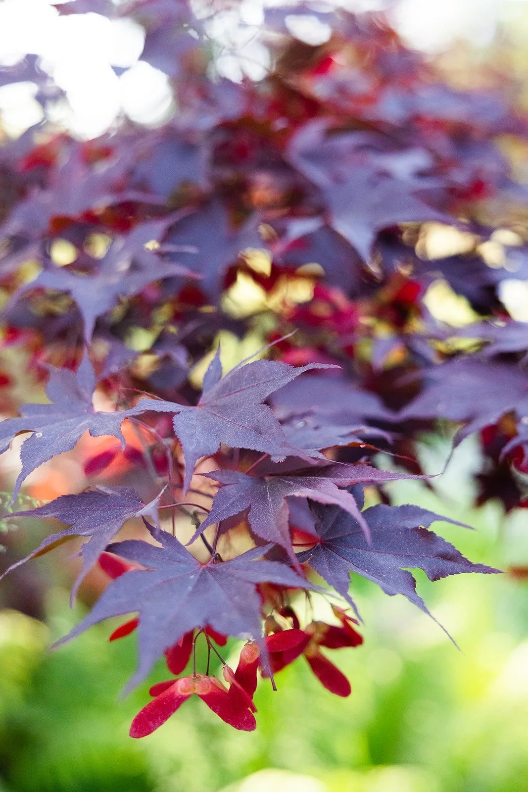 Maple Tree.jpg