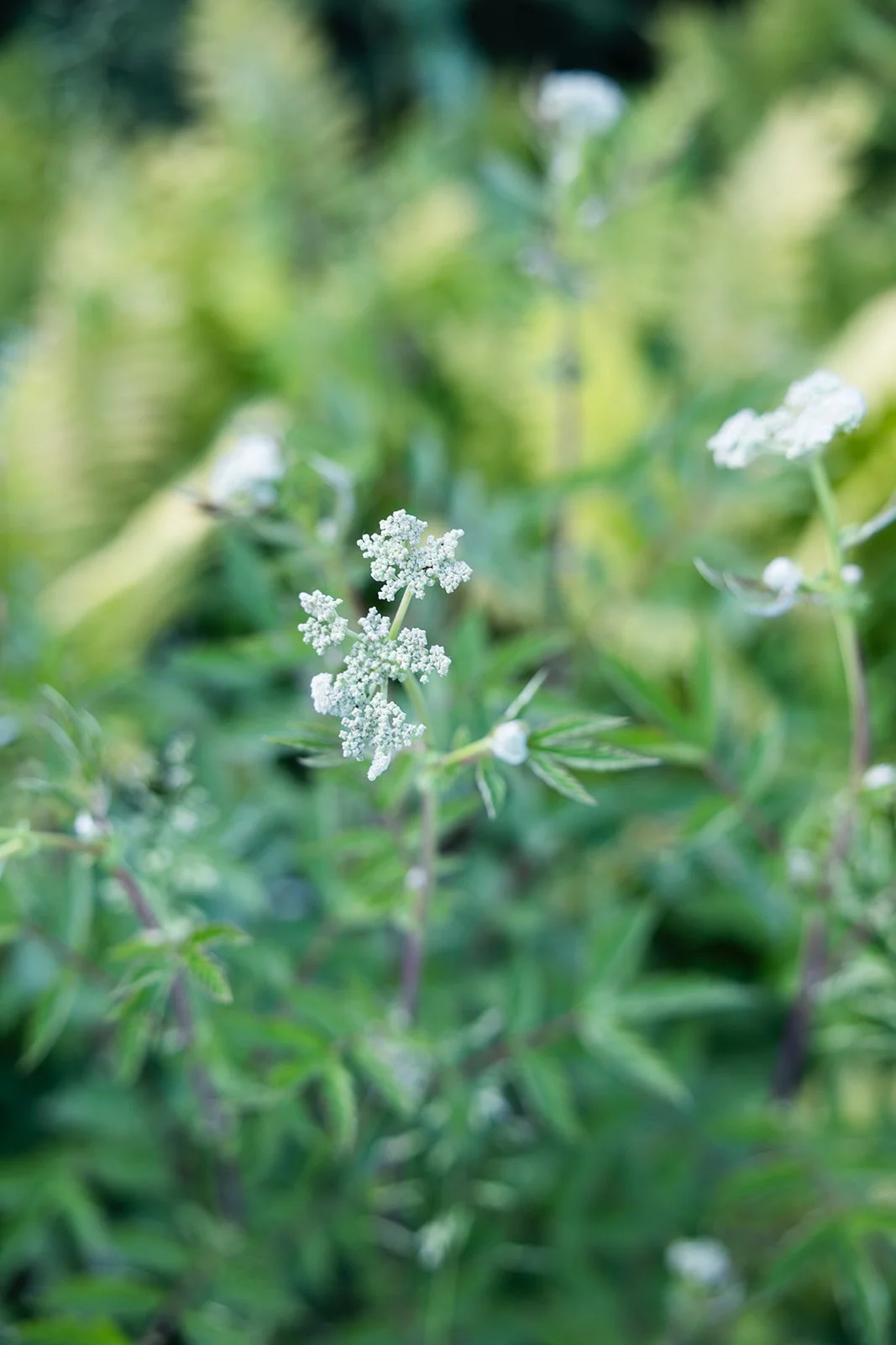 Close-up of a white flowering plant with green leaves against a blurred natural background.