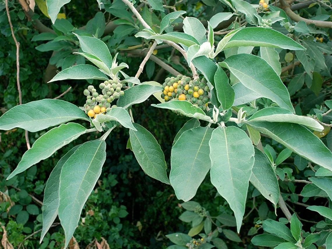 Weed of the Month