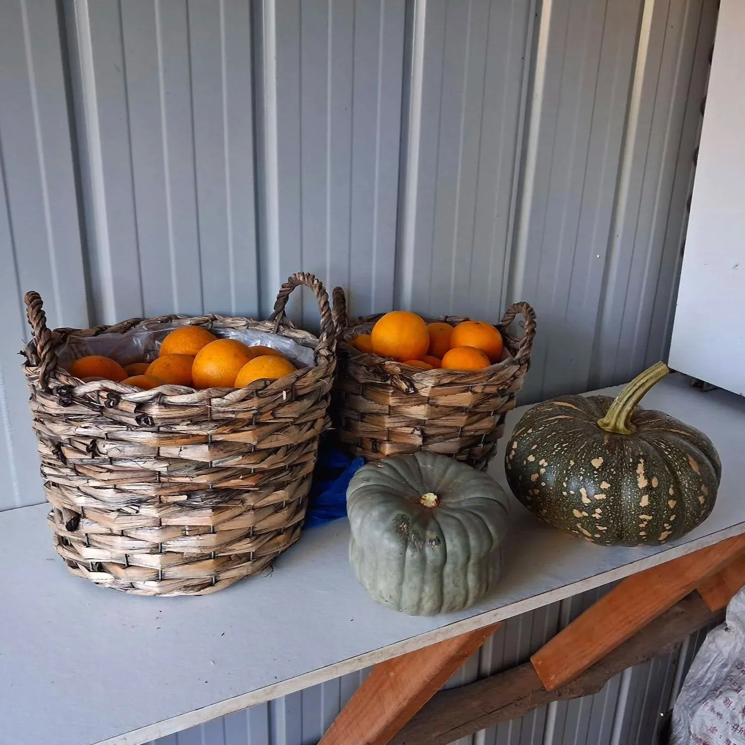 oranges in a basket with two pumpkins in front