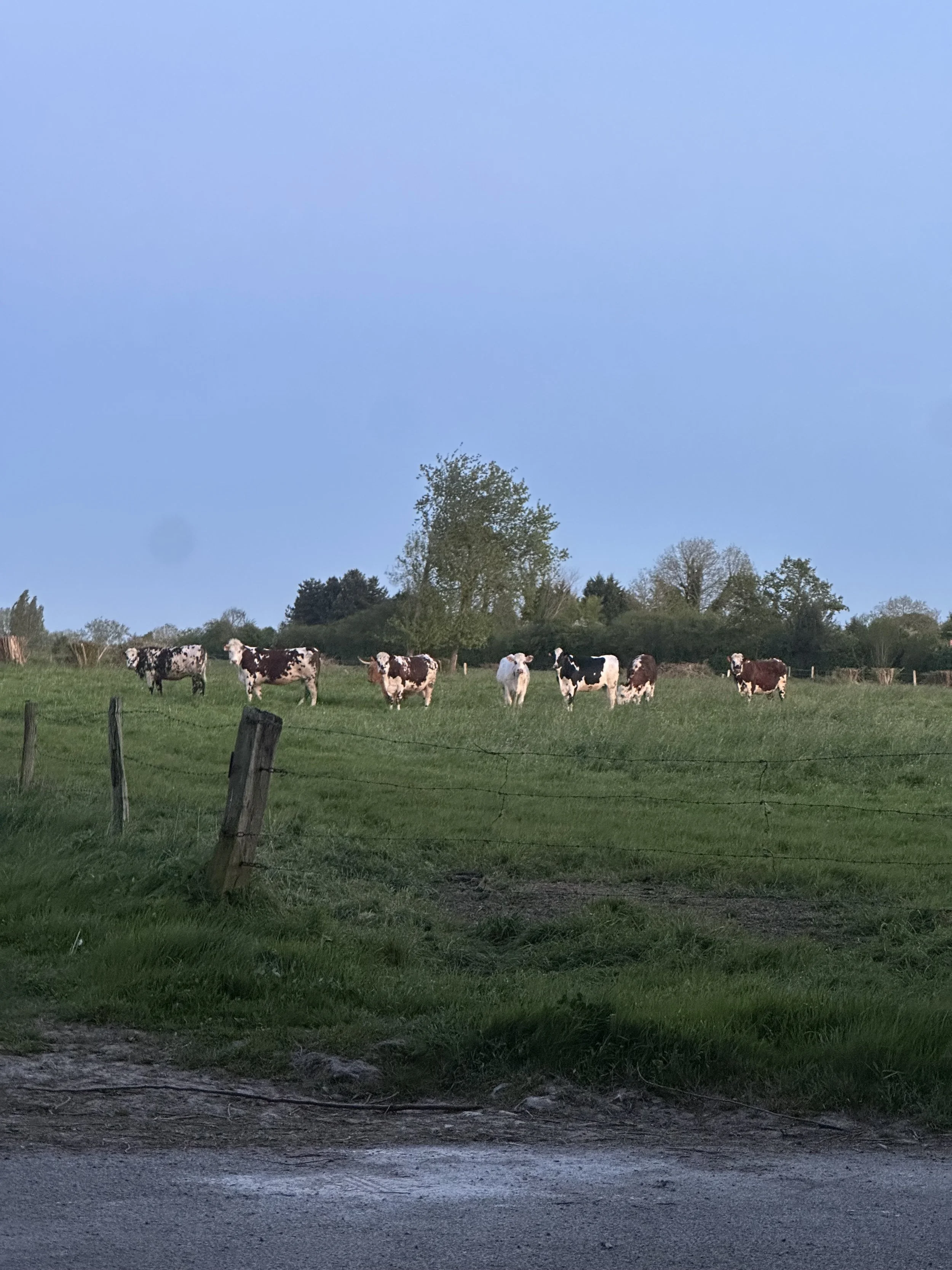 IMG_0176.jpeg