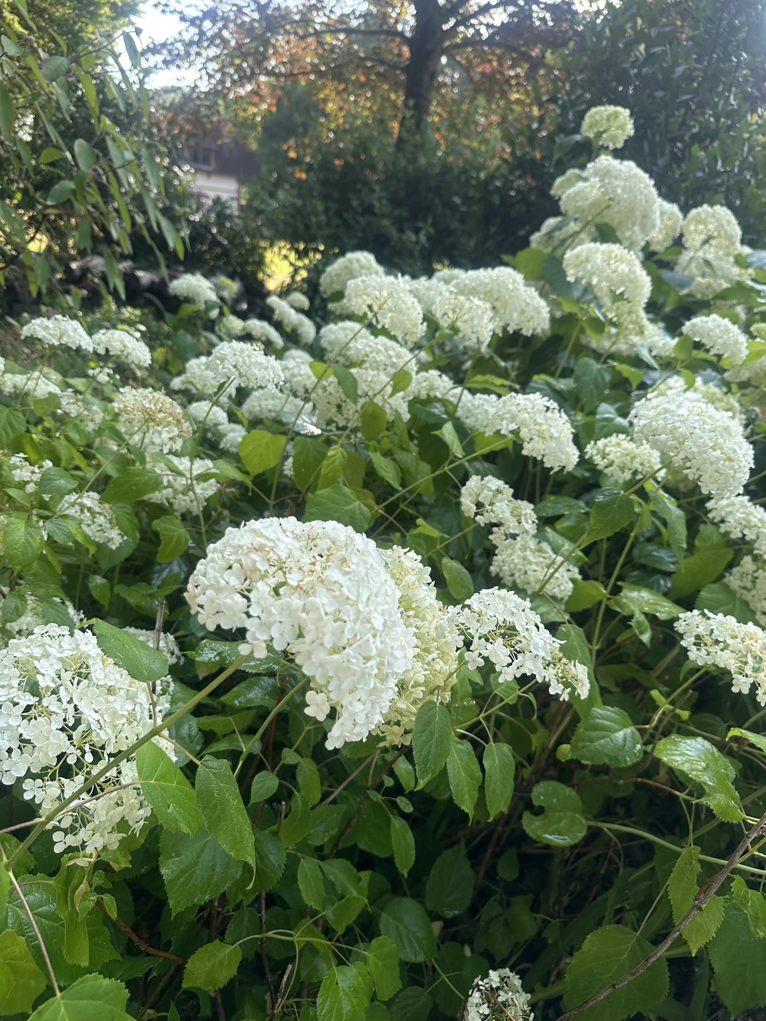 IMG_2580.jpeg