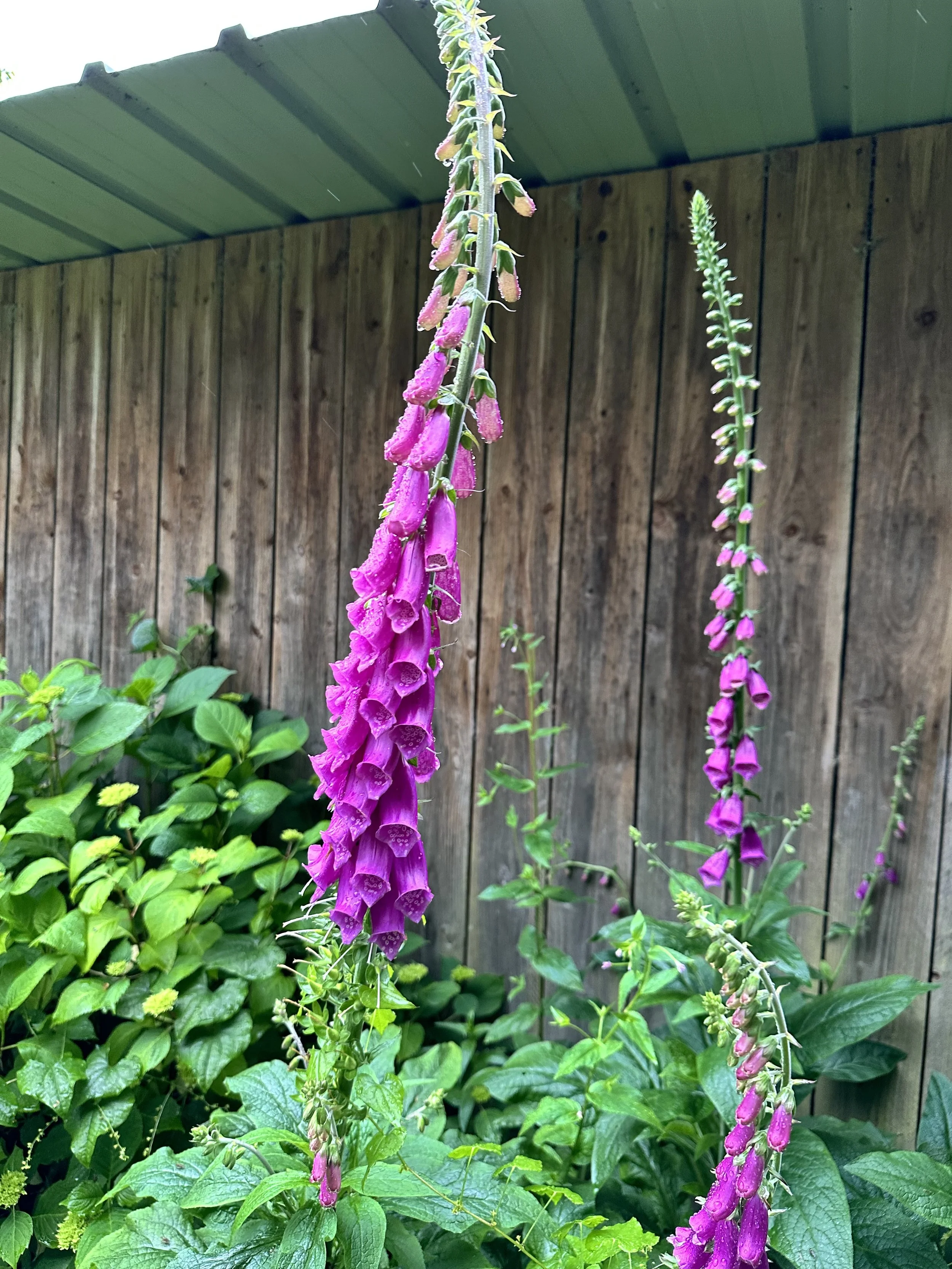 IMG_0246.jpeg