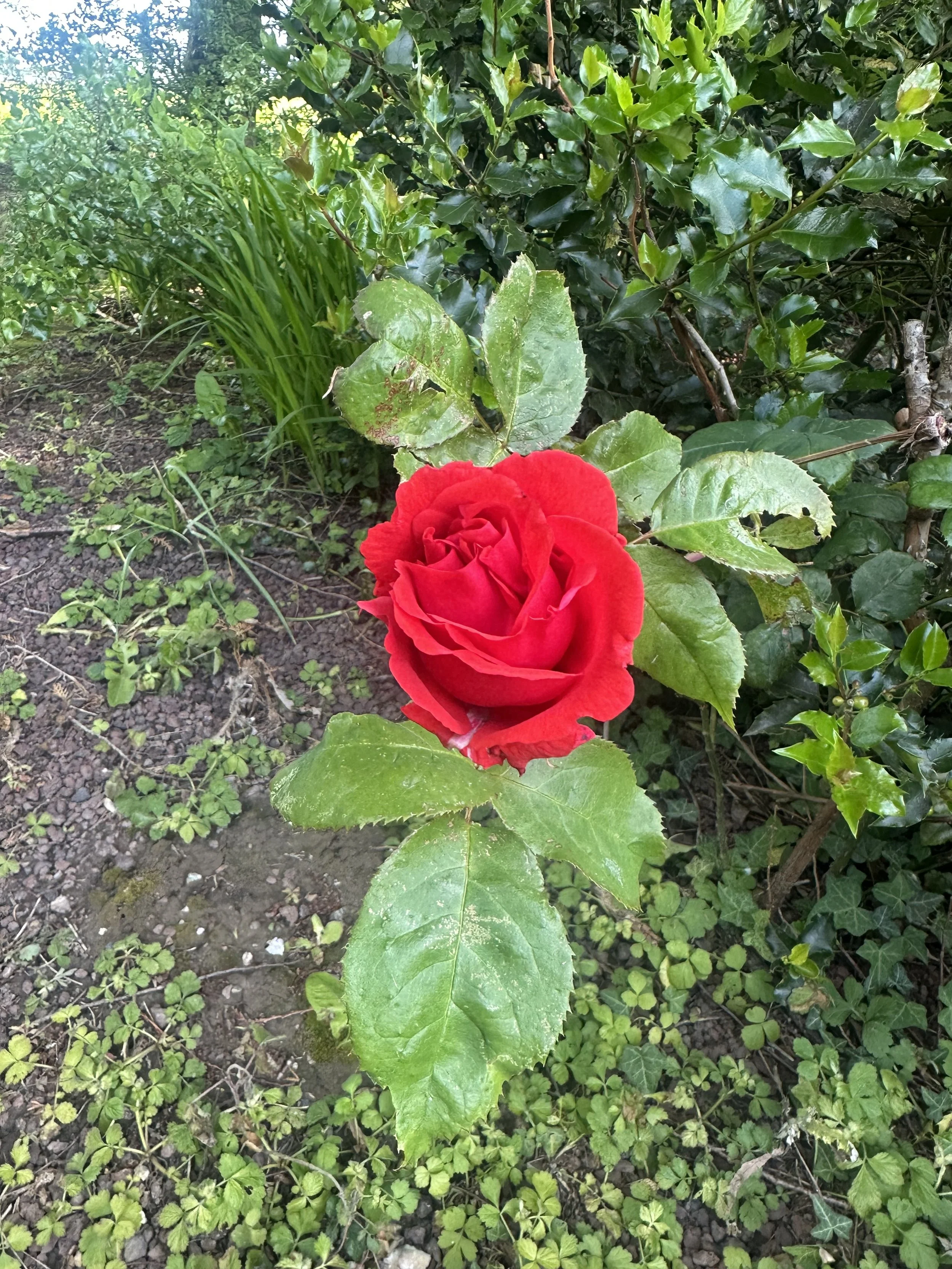 IMG_0590.jpeg