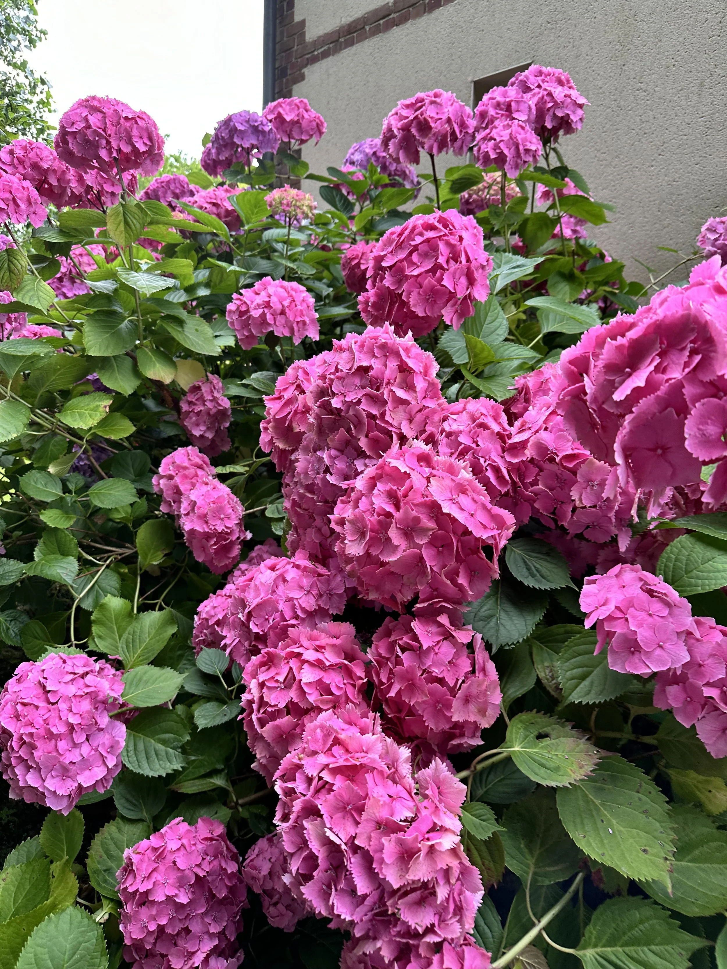 IMG_1503.jpeg