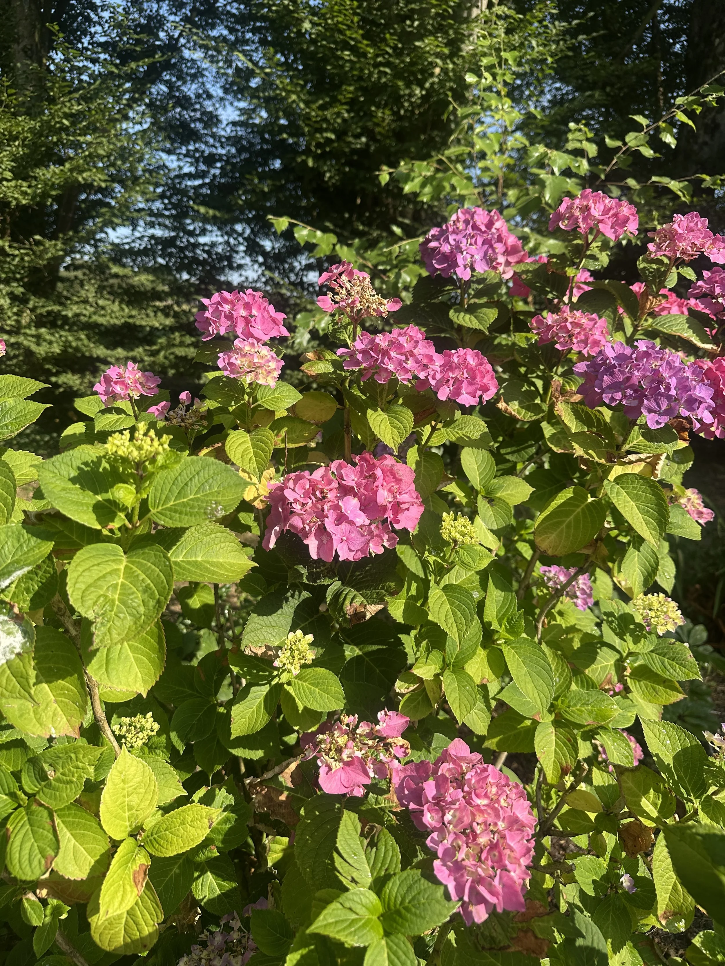 IMG_2579.jpeg
