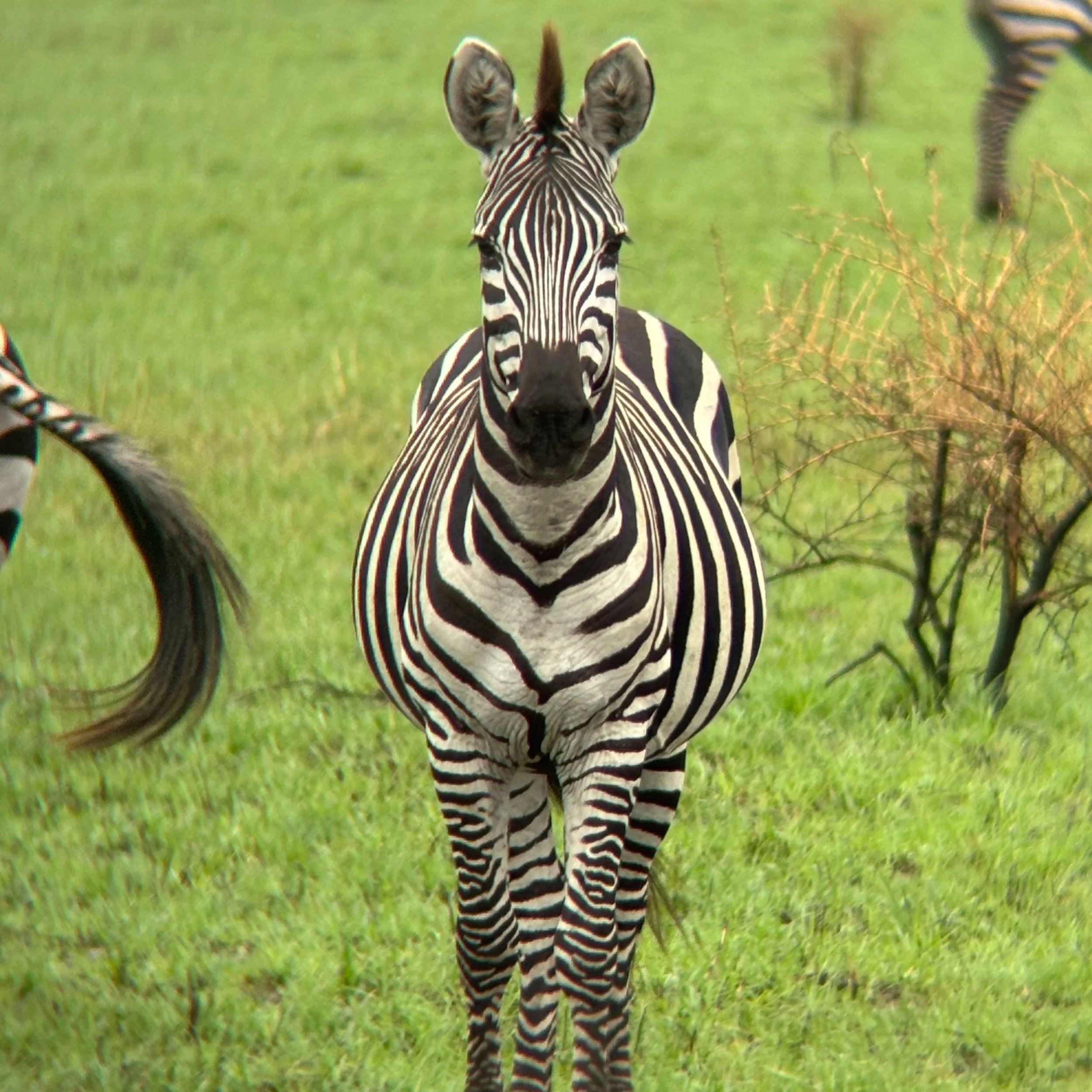 A close-up of a zebra facing the camera, standing on green grass with some plants in the background.