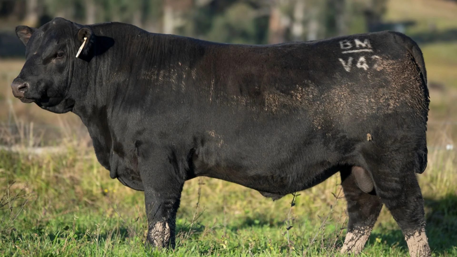 Boambee Valiant V42, a homebred walking sire at Boambee Angus, selected for phenotype, structural soundness and commercial Angus performance.