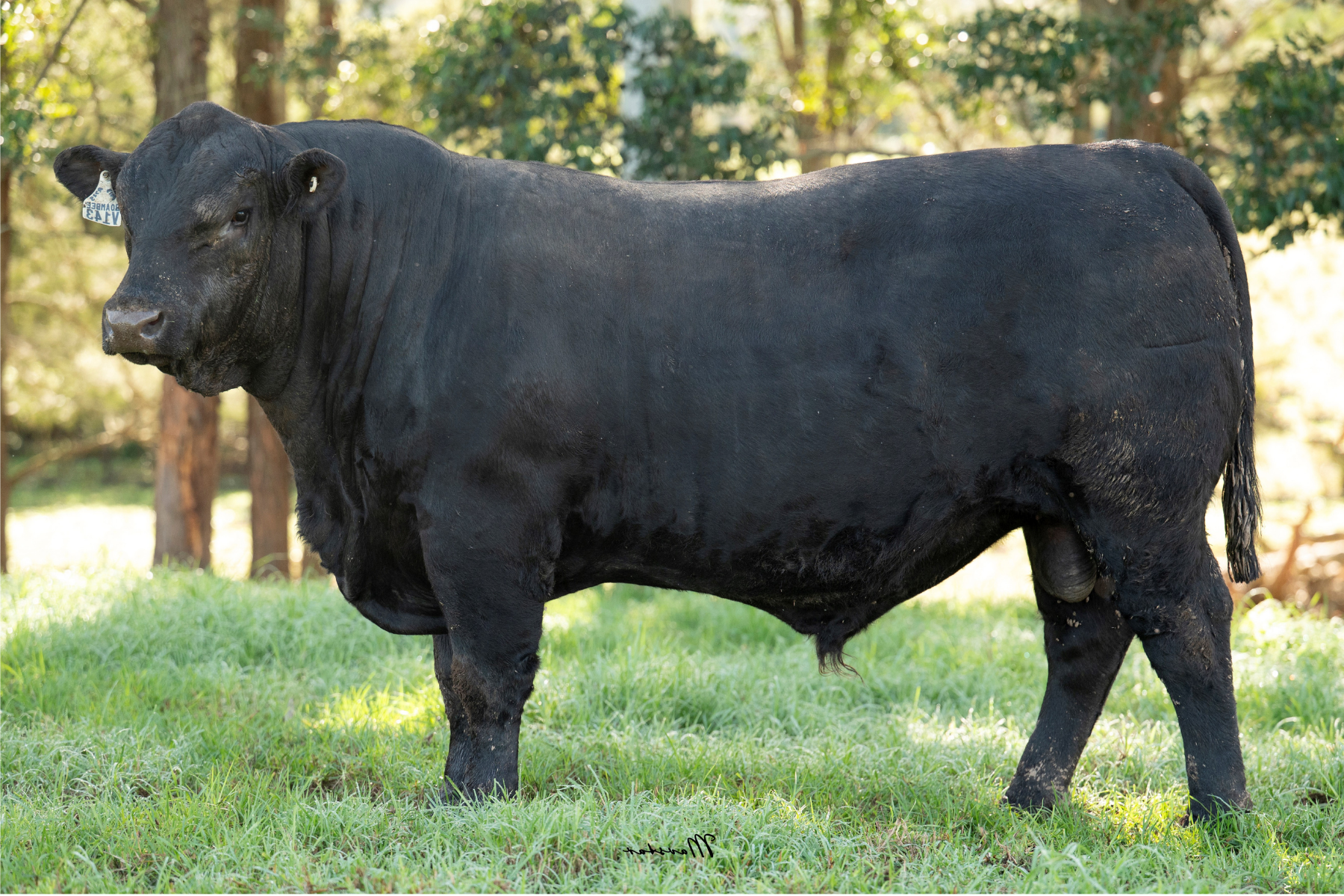 Lot 7