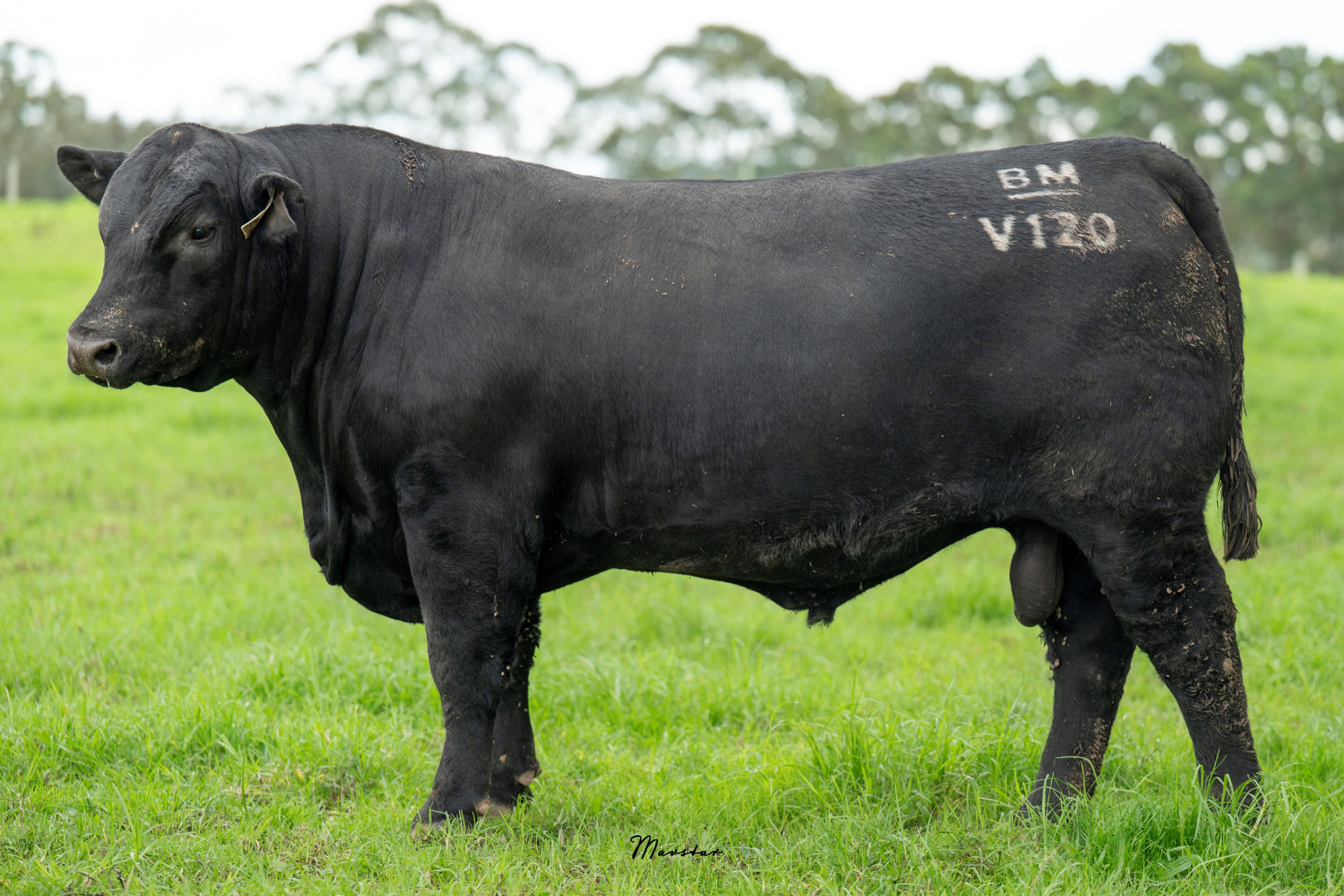 Lot 8
